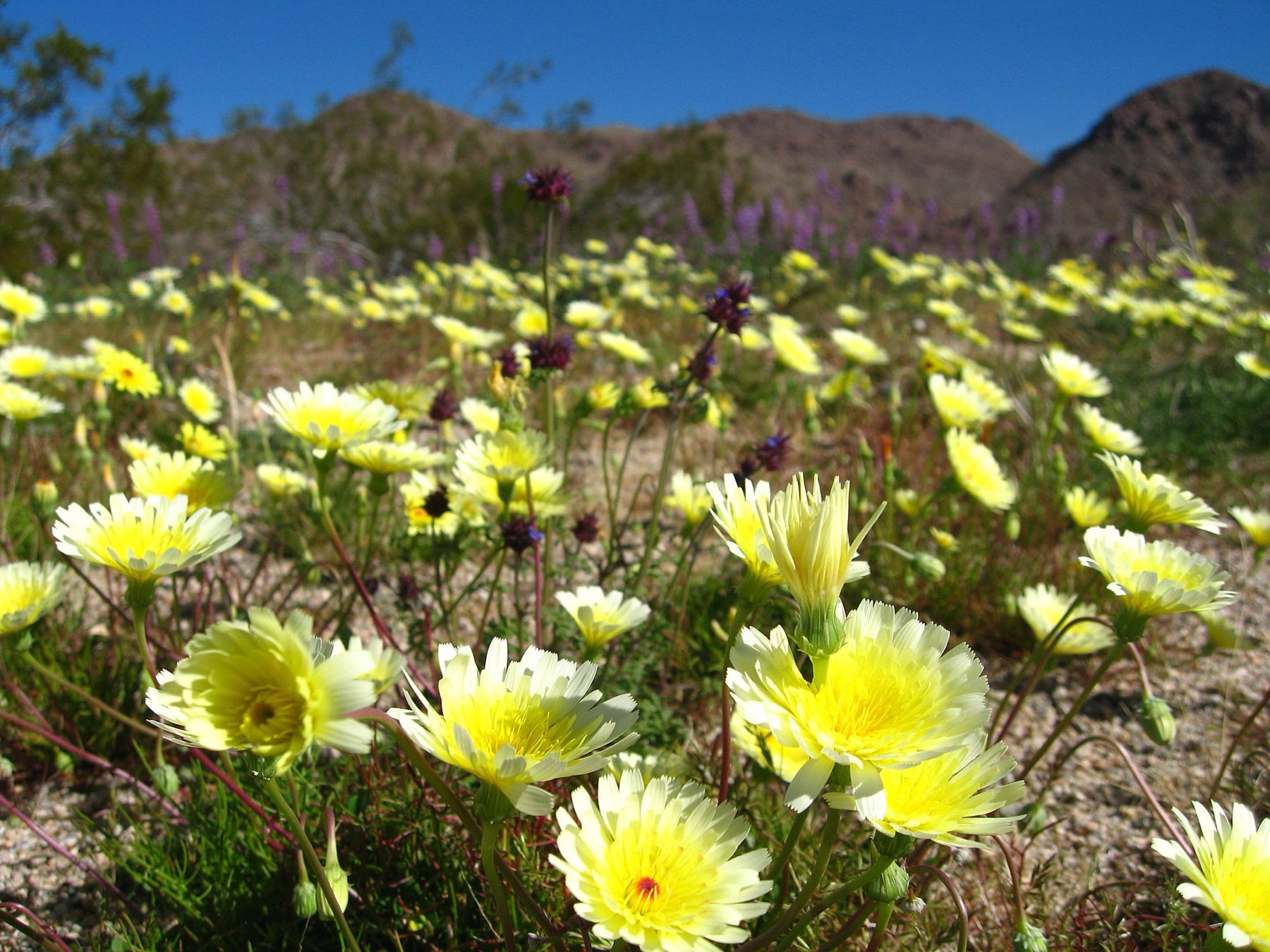 Desert Dandelion — photo 6
