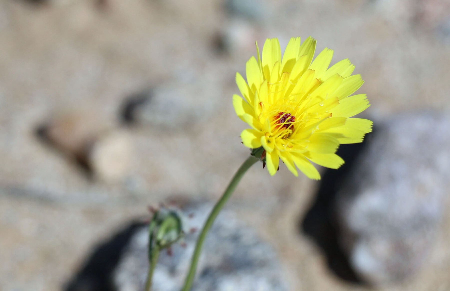 Desert Dandelion — photo 7