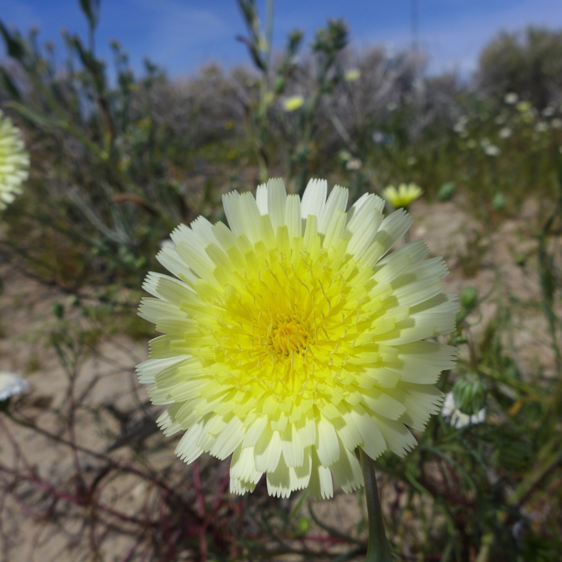 Desert Dandelion — photo 8