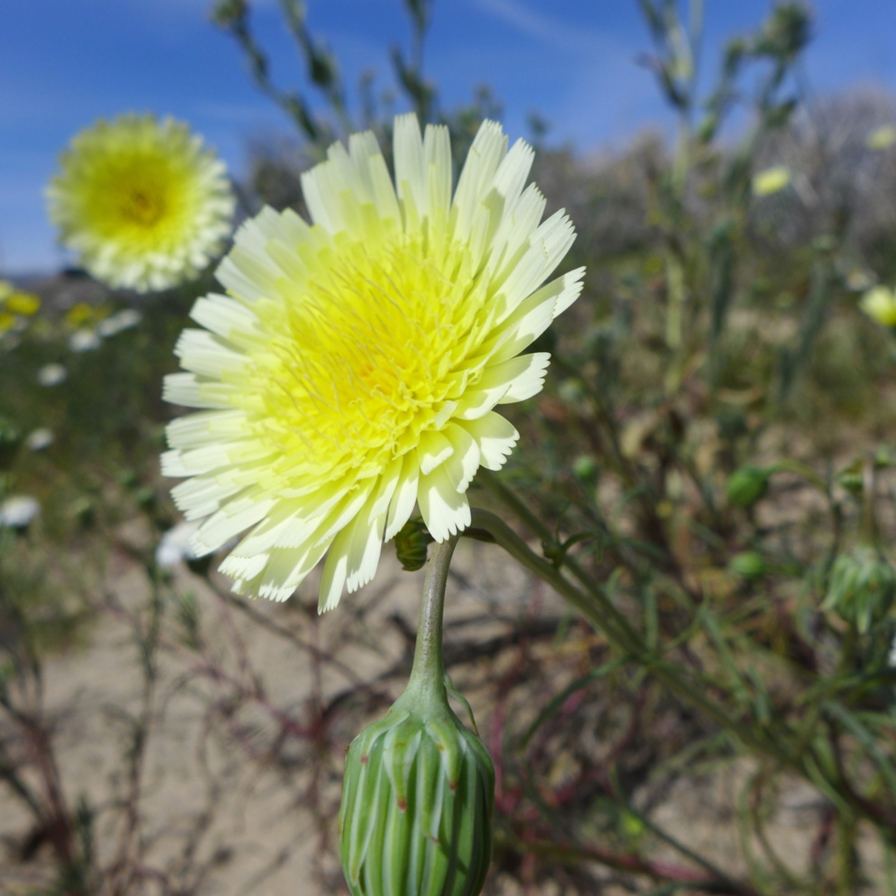 Desert Dandelion — photo 9
