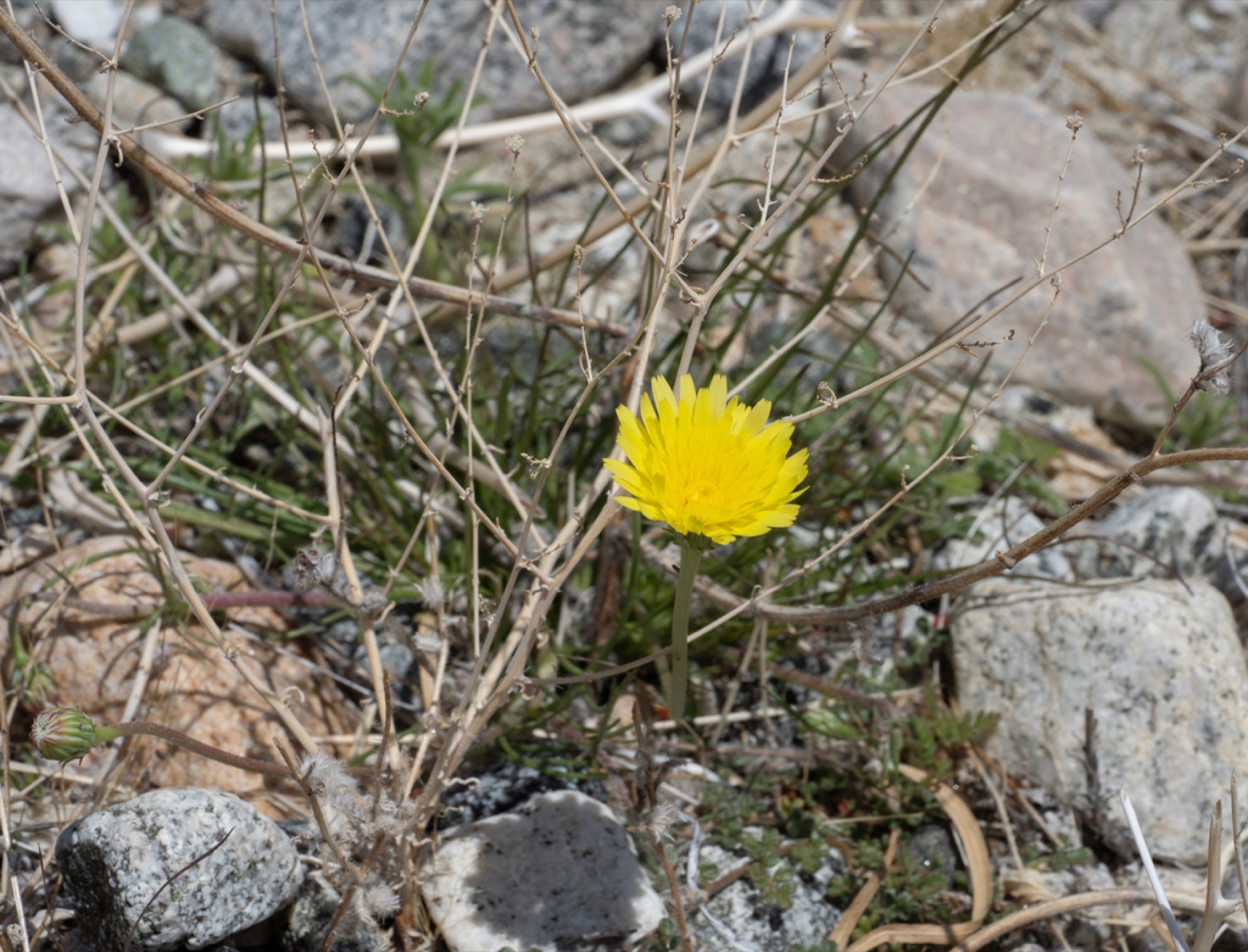 Desert Dandelion — photo 10