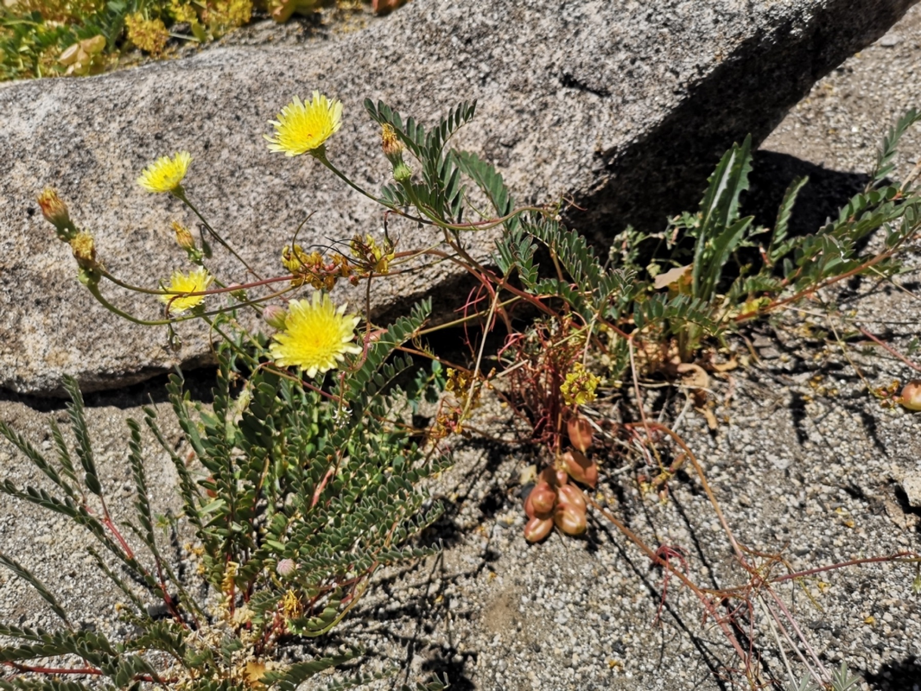 Desert Dandelion — photo 11