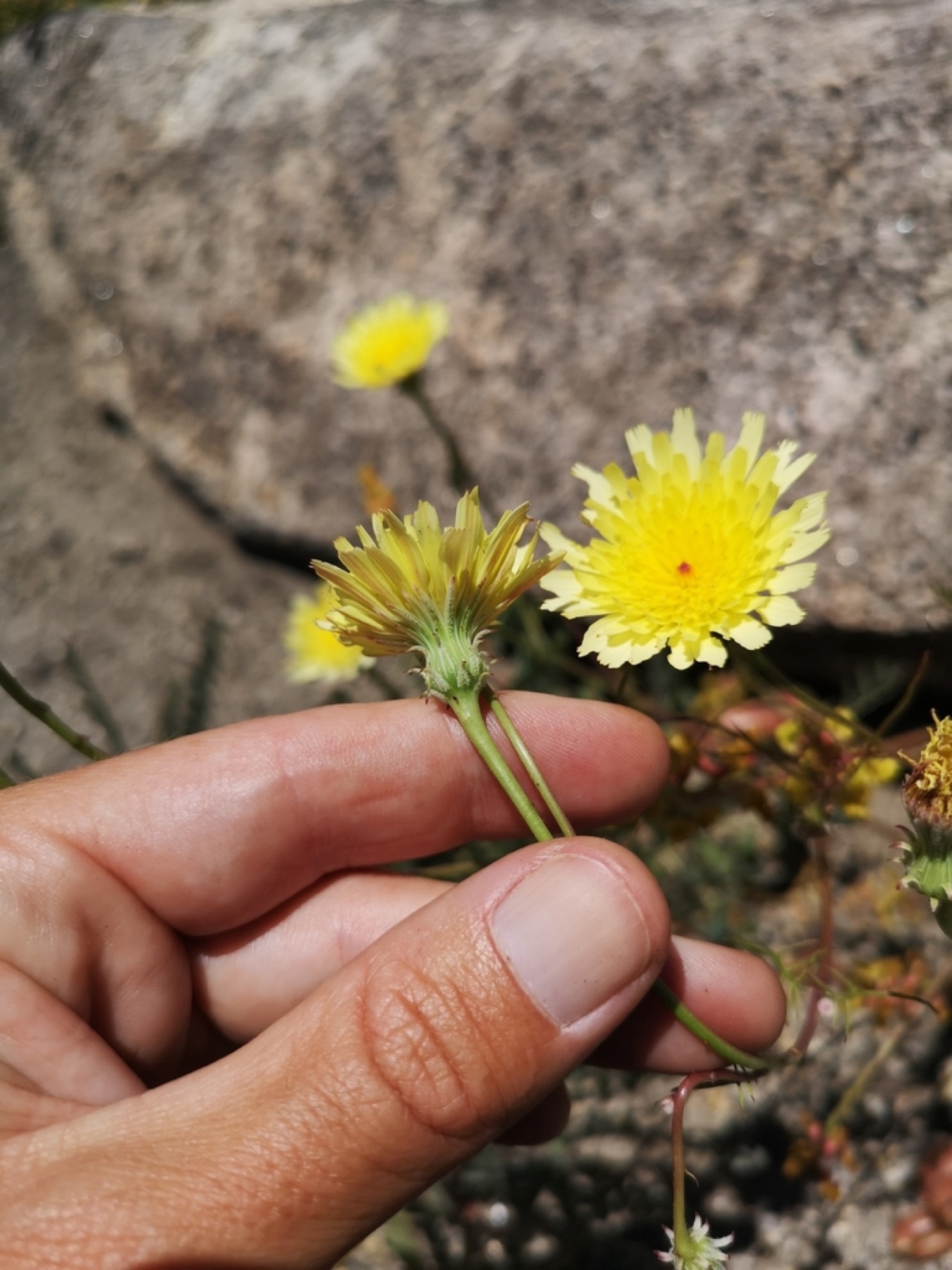 Desert Dandelion — photo 12