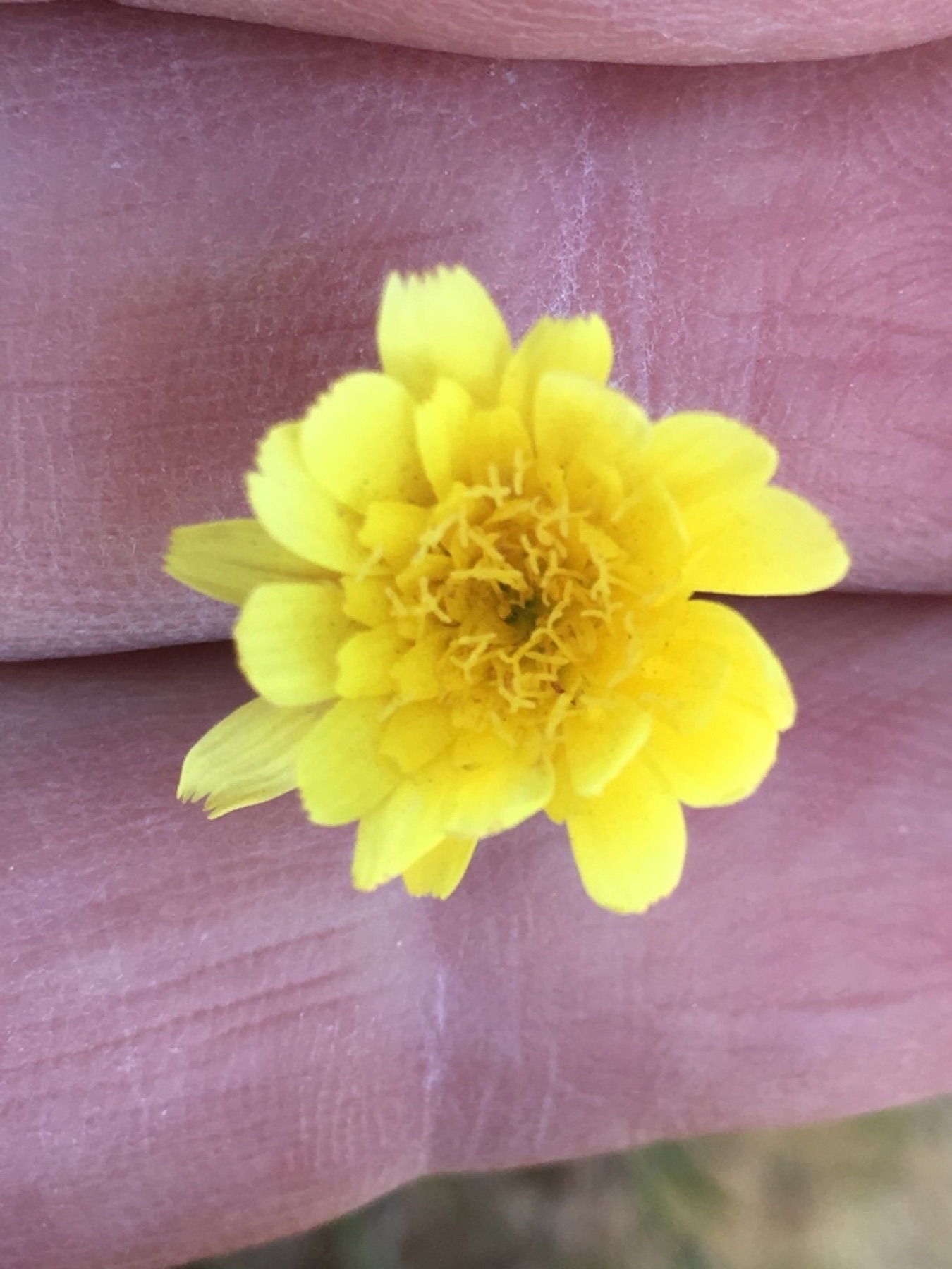 Desert Dandelion — photo 13