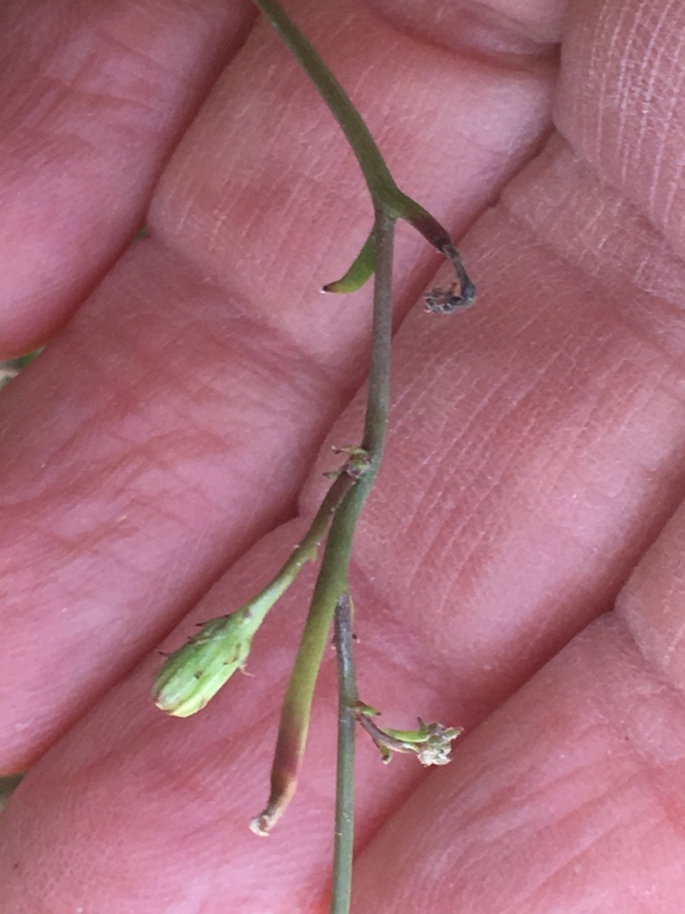 Desert Dandelion — photo 14
