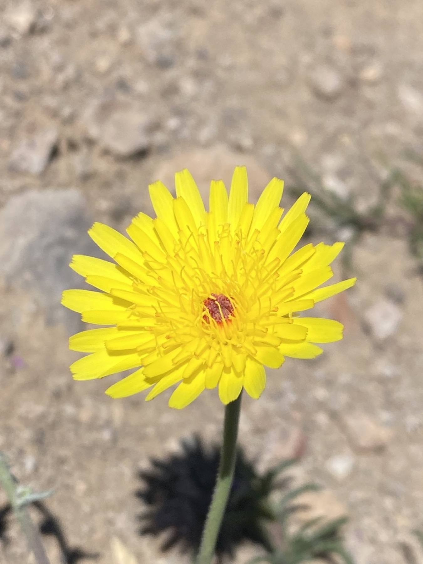 Desert Dandelion — photo 15