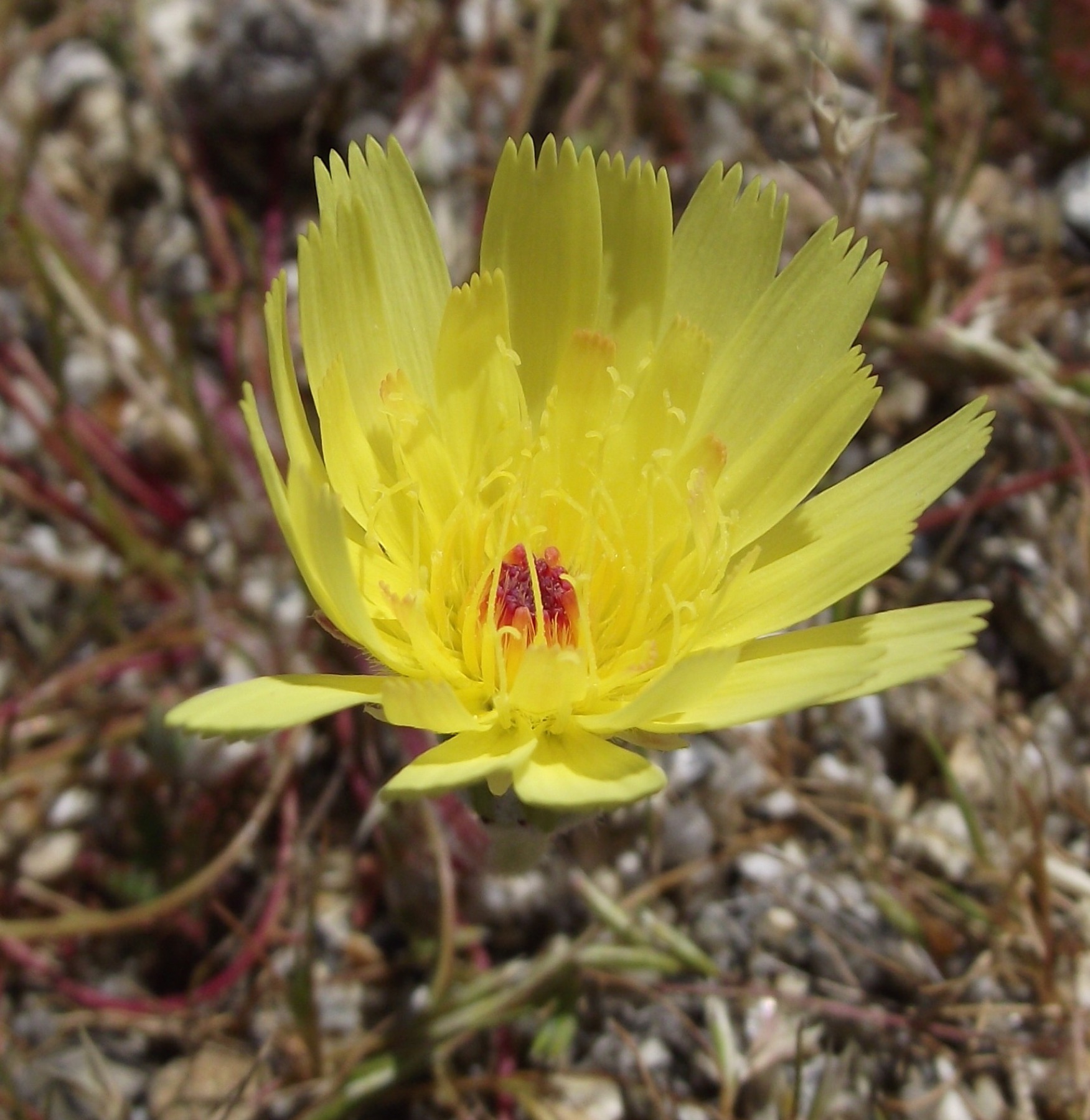 Desert Dandelion — photo 16