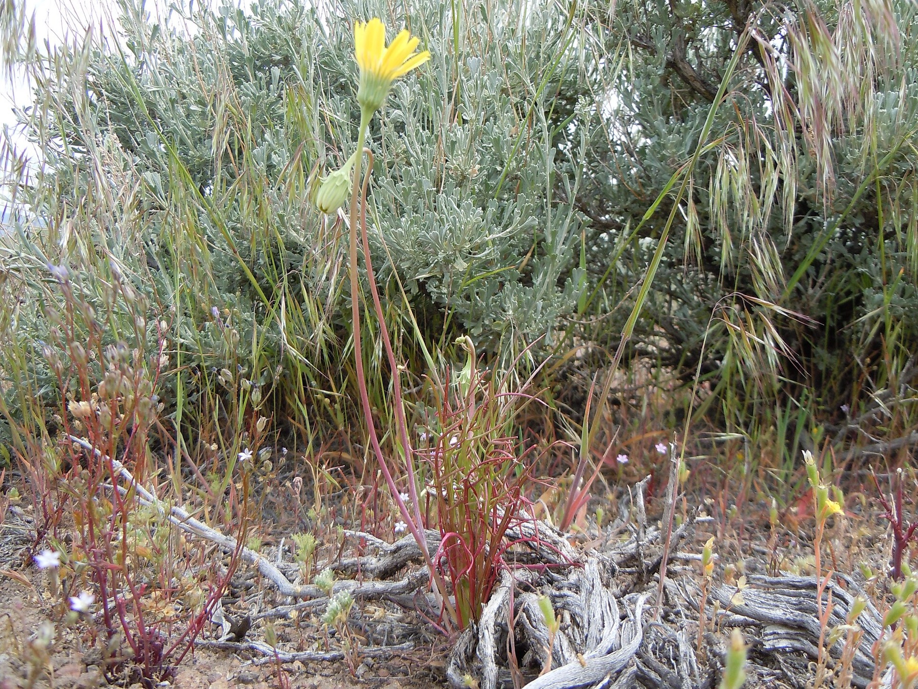 Desert Dandelion — photo 18