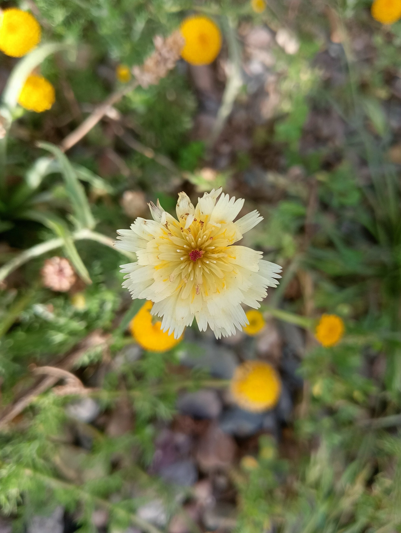Desert Dandelion — photo 19