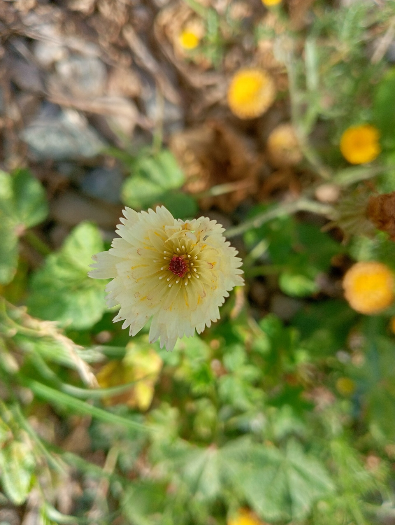 Desert Dandelion — photo 20