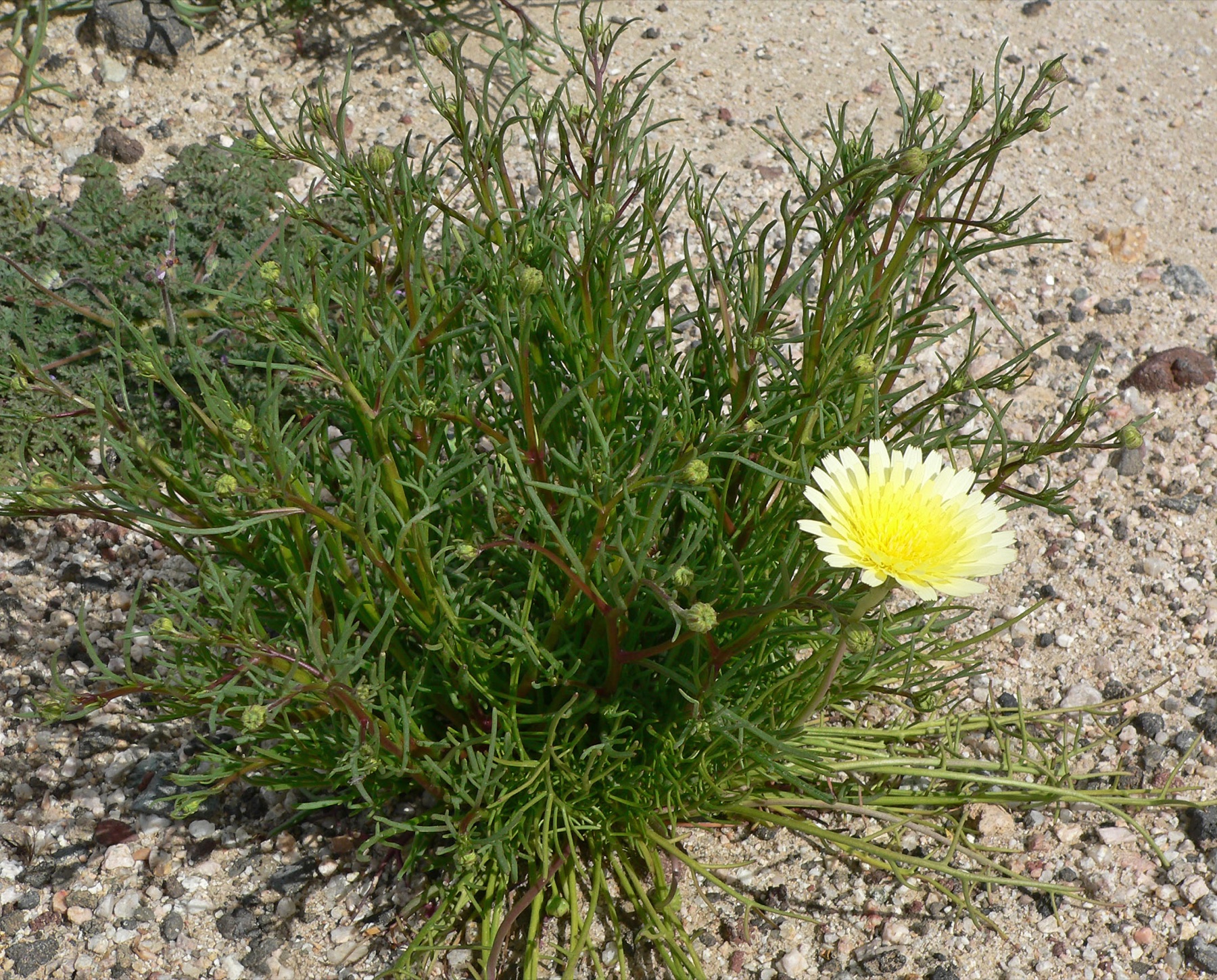 Desert Dandelion — photo 21