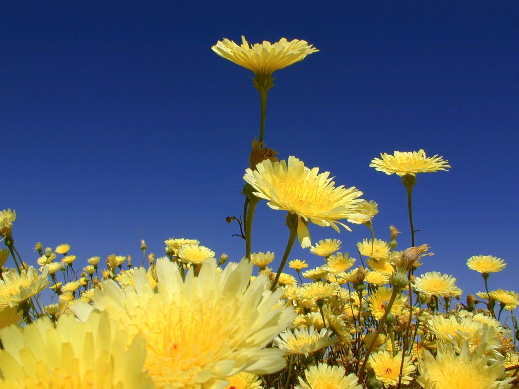 Desert Dandelion — photo 22