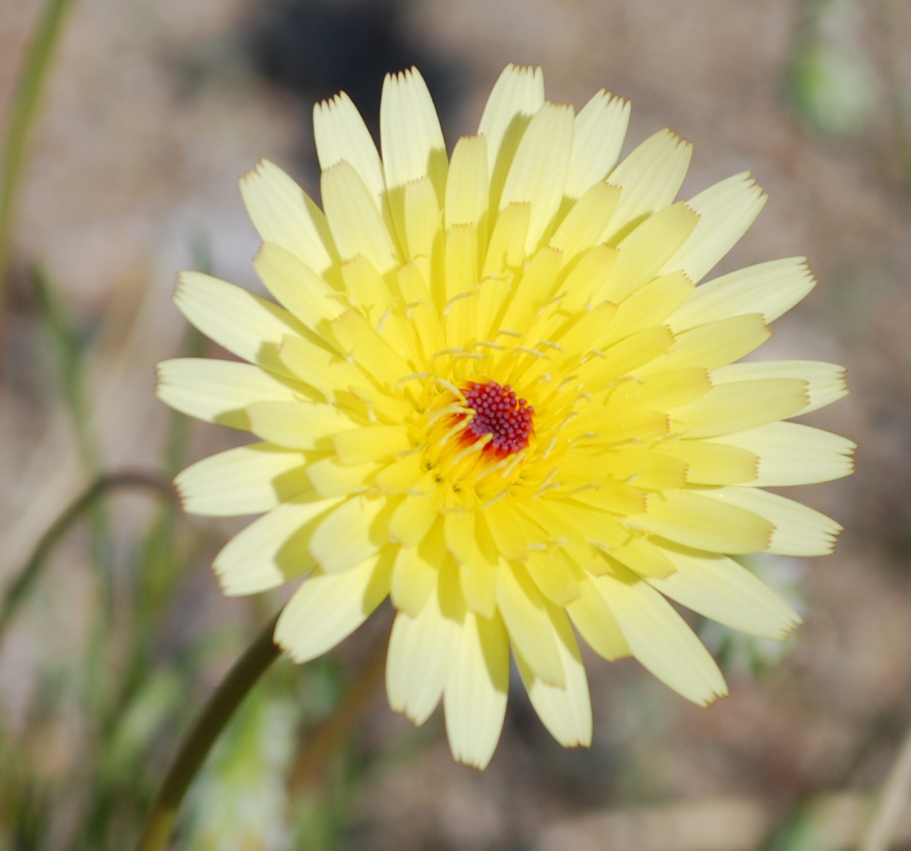 Desert Dandelion — photo 23