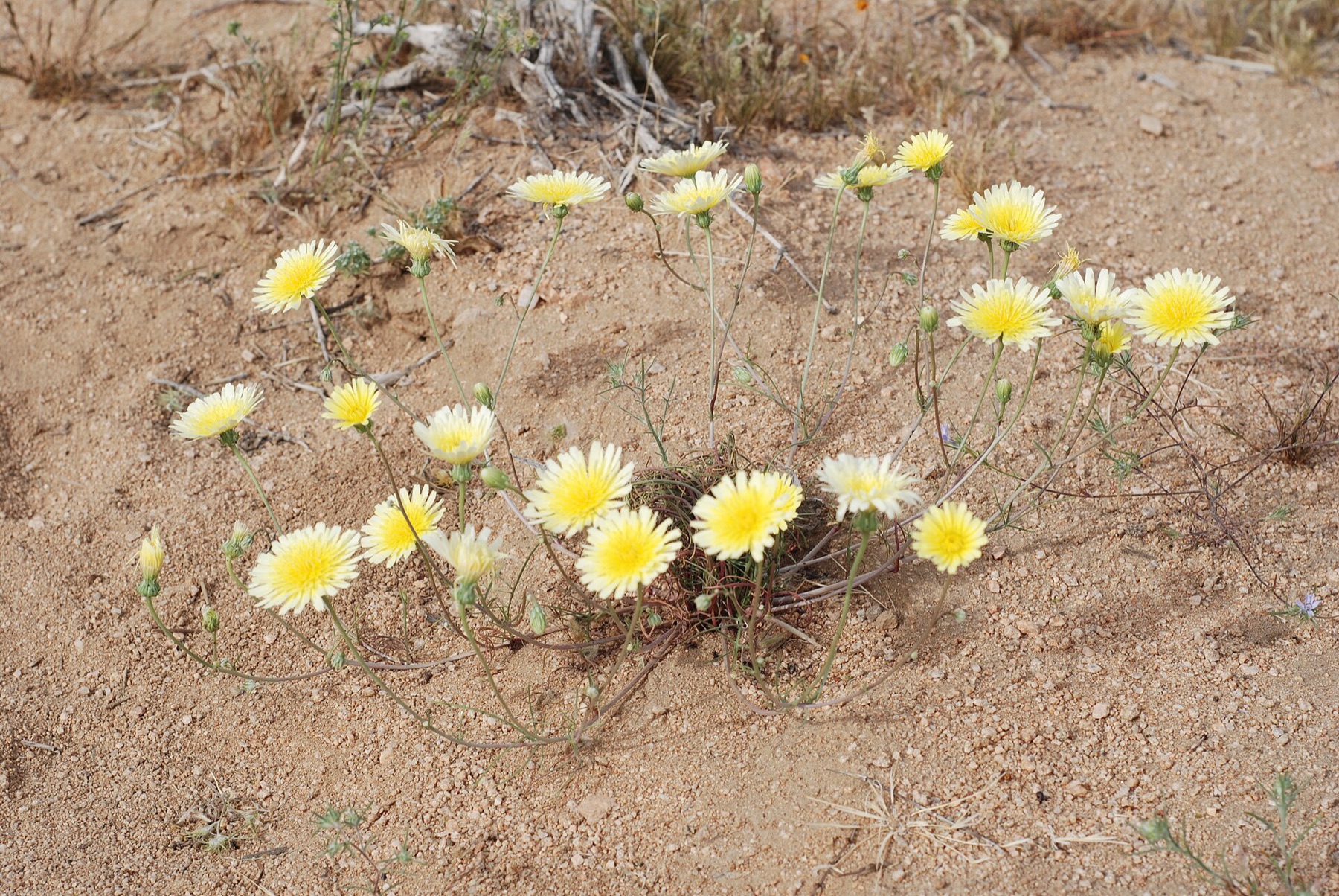 Desert Dandelion — photo 24
