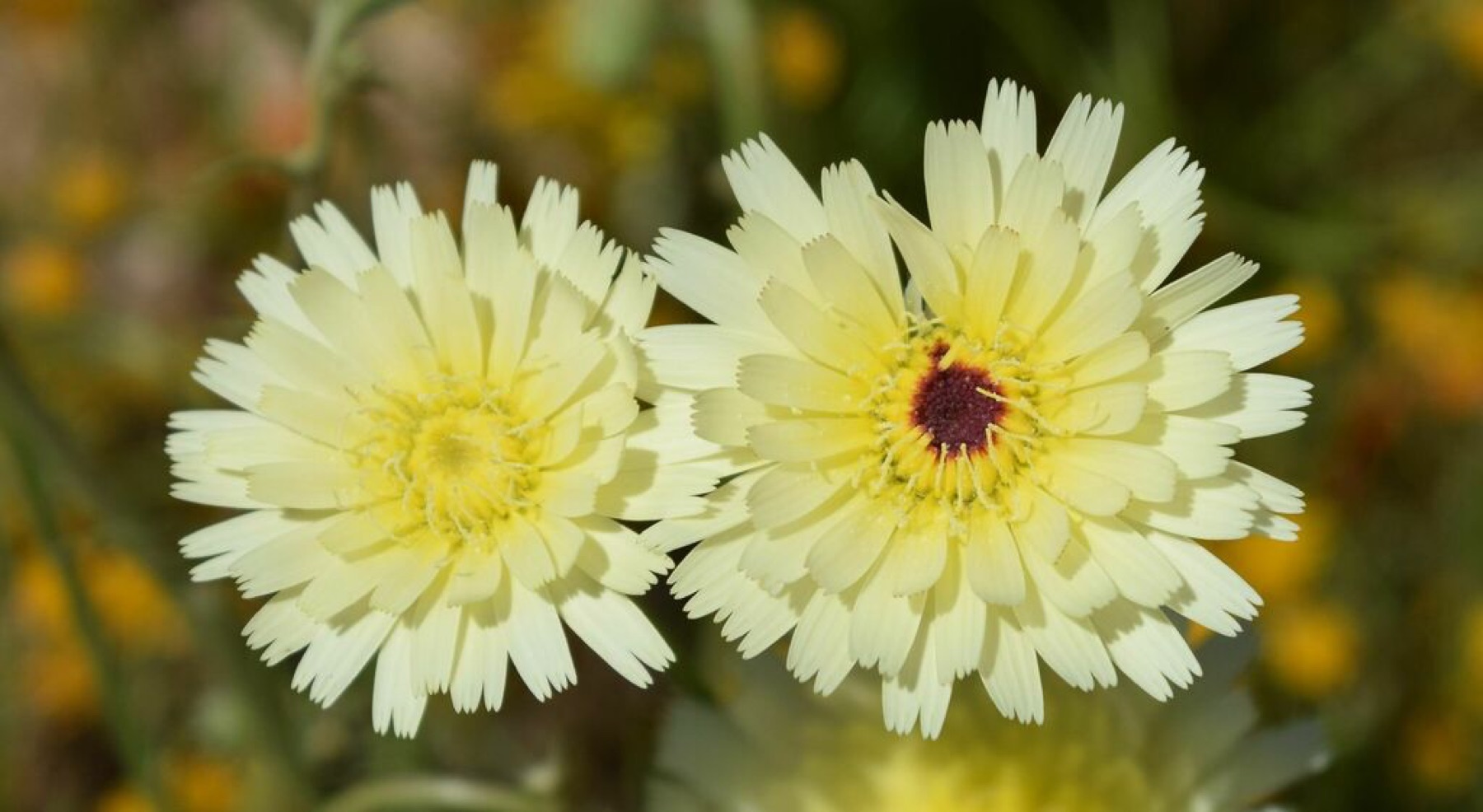 Desert Dandelion