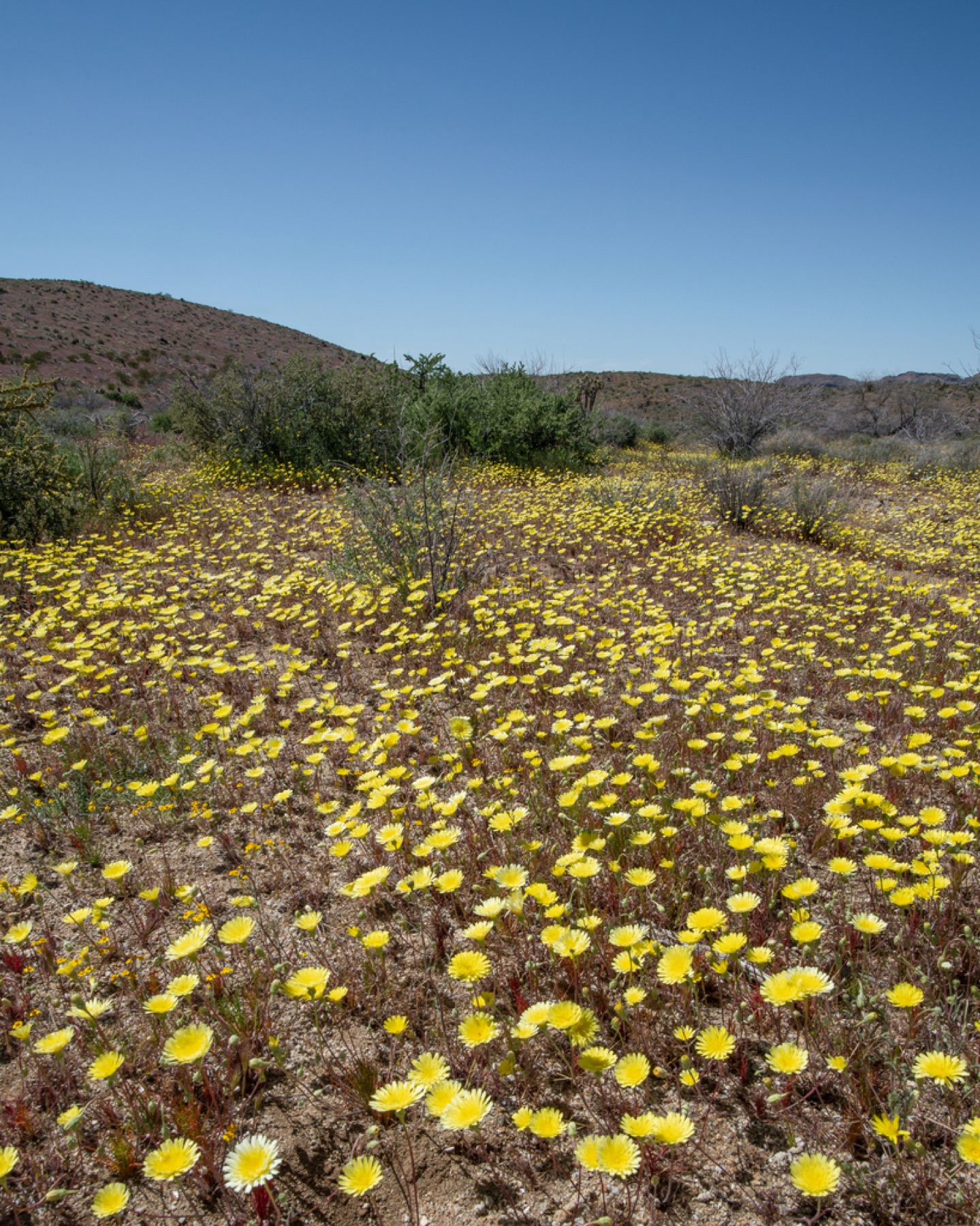Desert Dandelion — photo 2