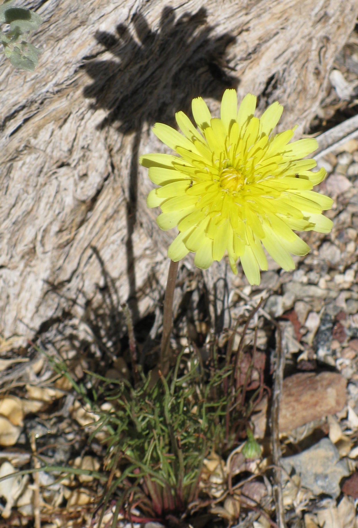 Desert Dandelion — photo 3