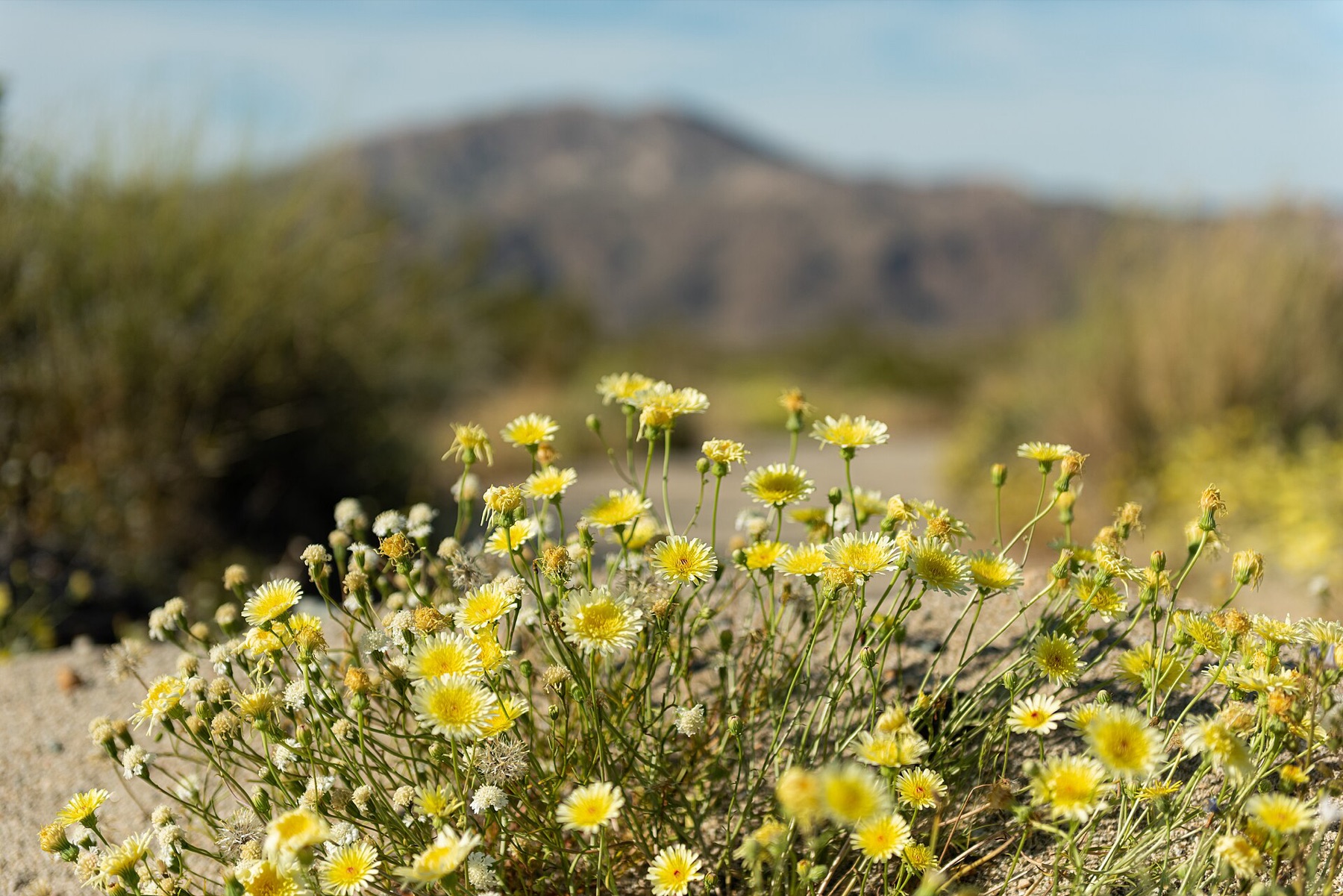 Desert Dandelion — photo 4