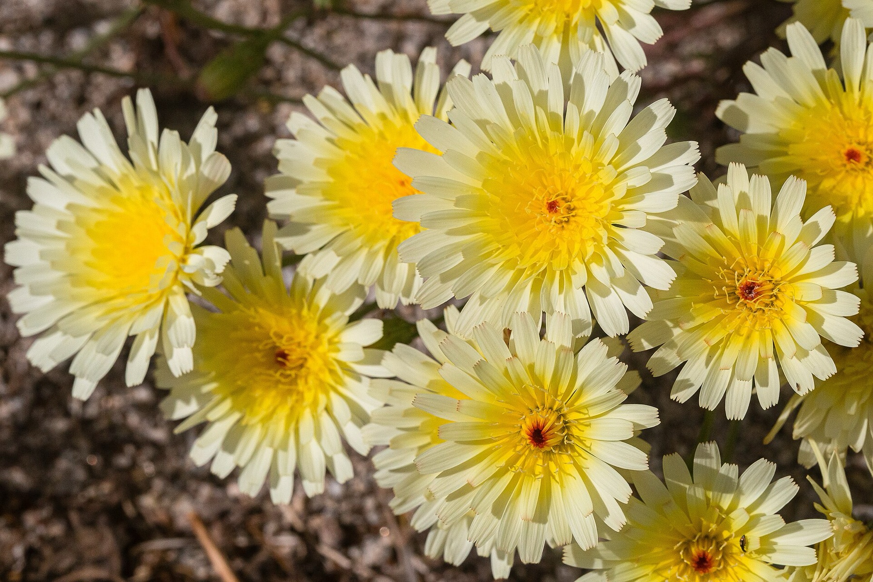 Desert Dandelion — photo 5
