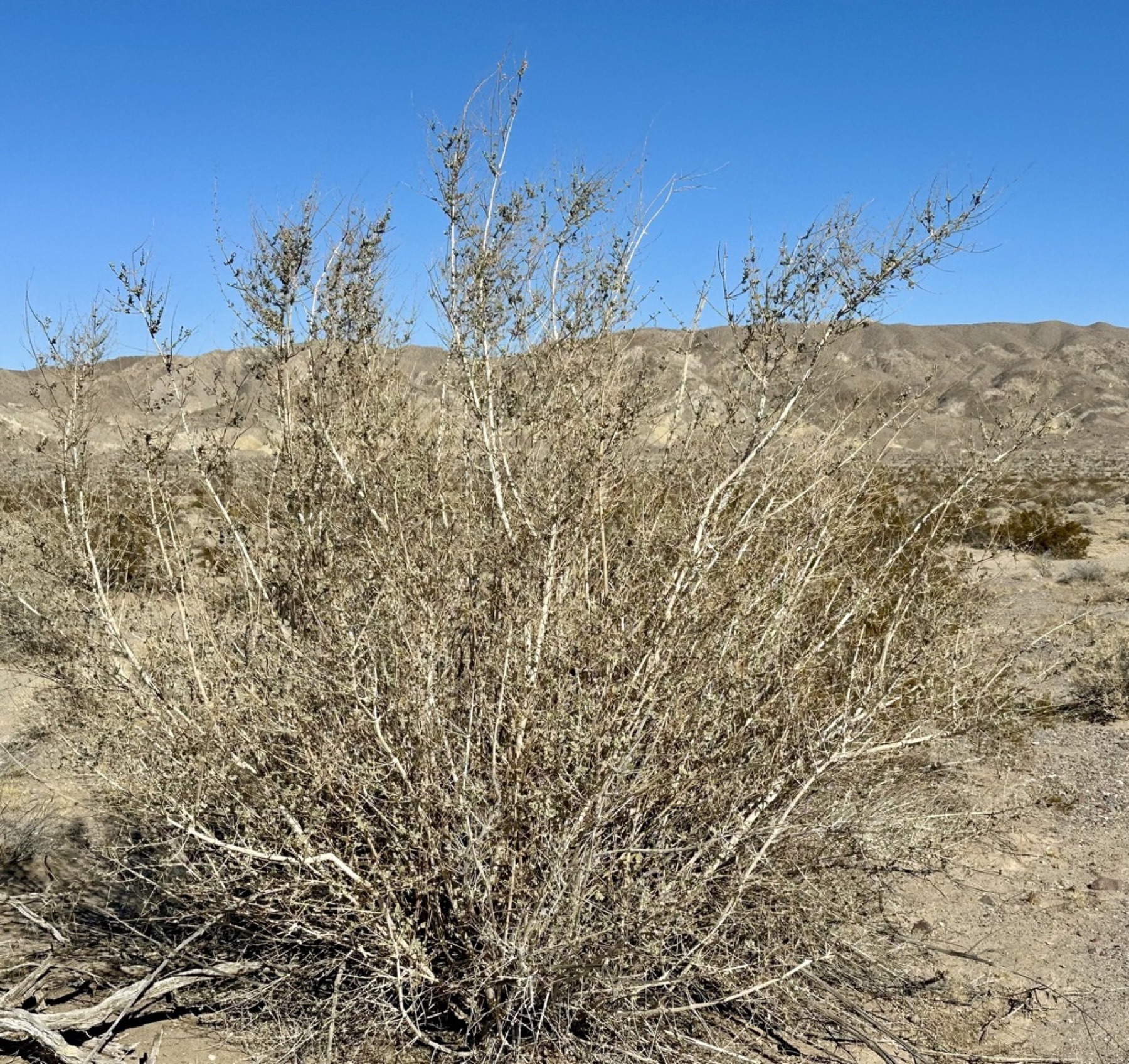 Desert Lavender — photo 6
