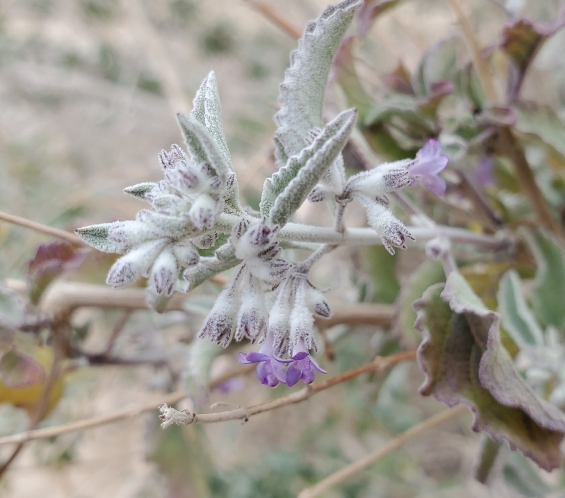 Desert Lavender — photo 7