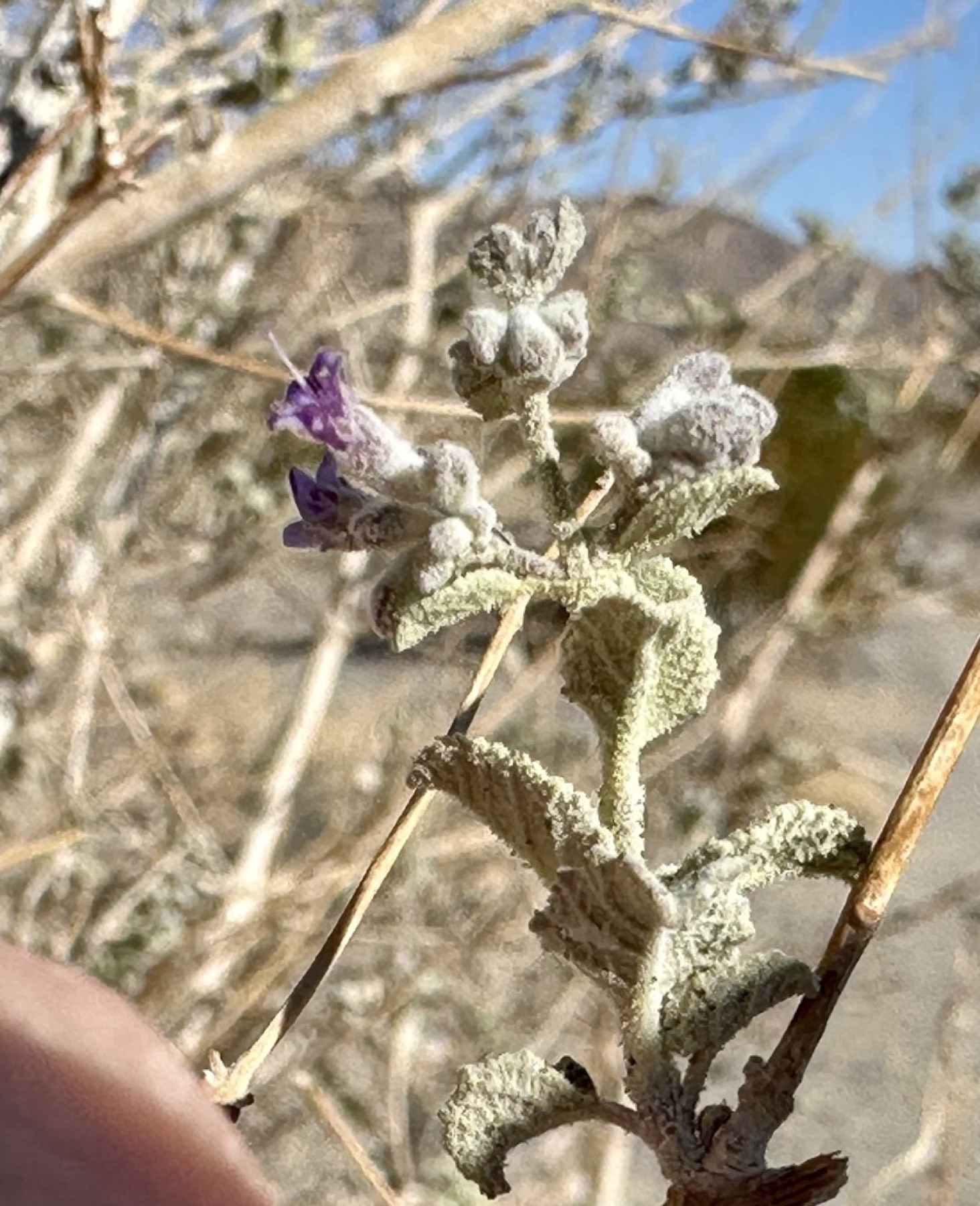Desert Lavender — photo 8