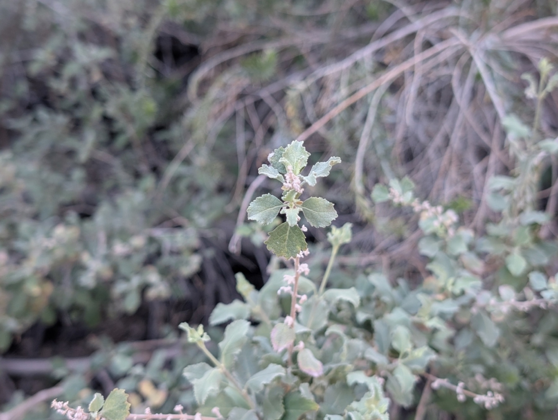 Desert Lavender — photo 9