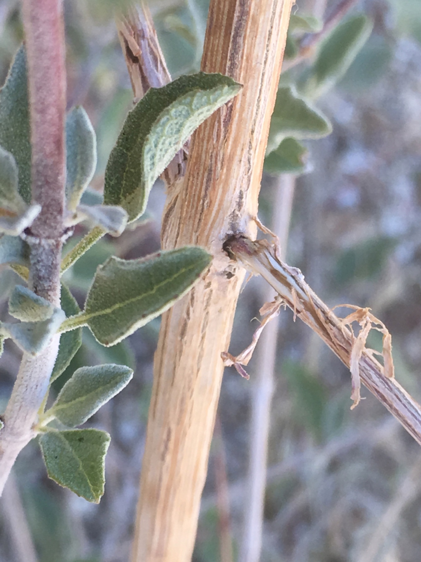 Desert Lavender — photo 10