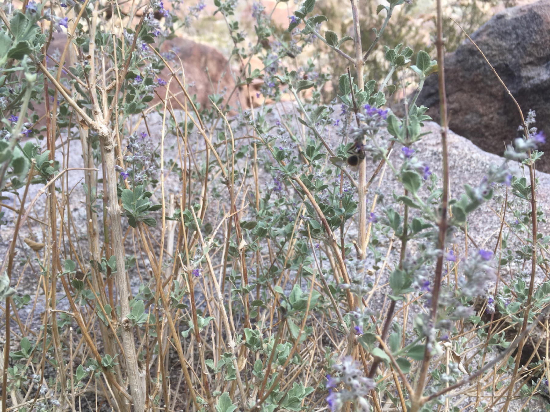 Desert Lavender — photo 11