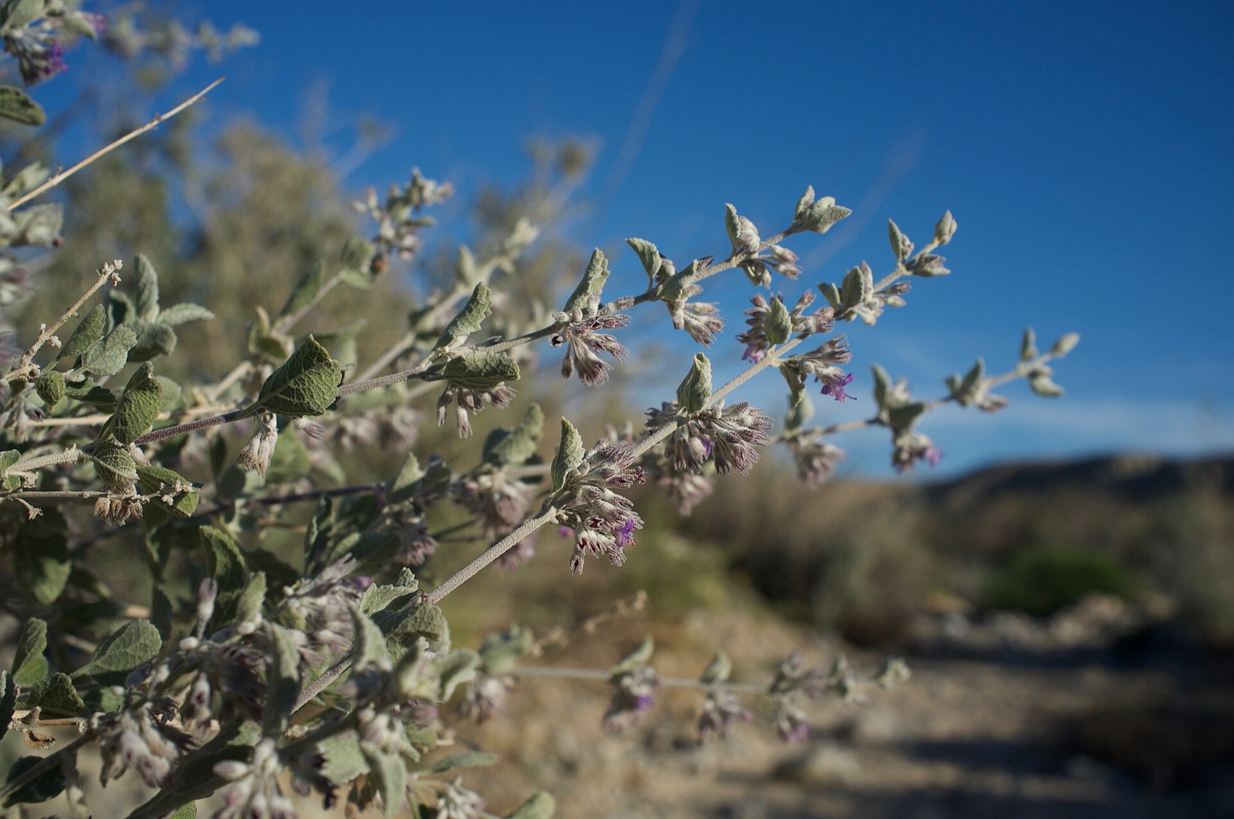 Desert Lavender — photo 12