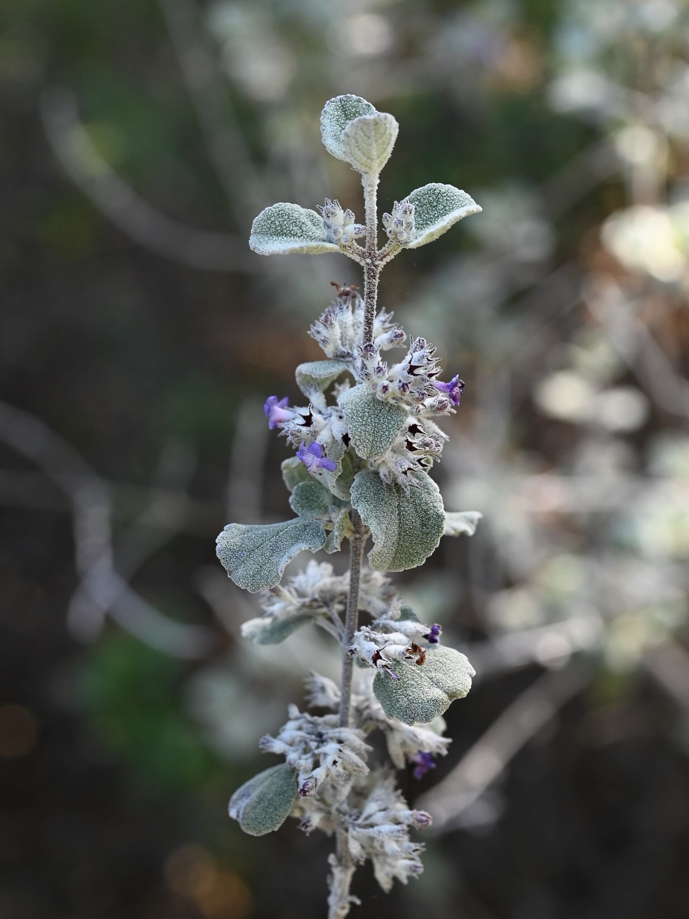 Desert Lavender — photo 13