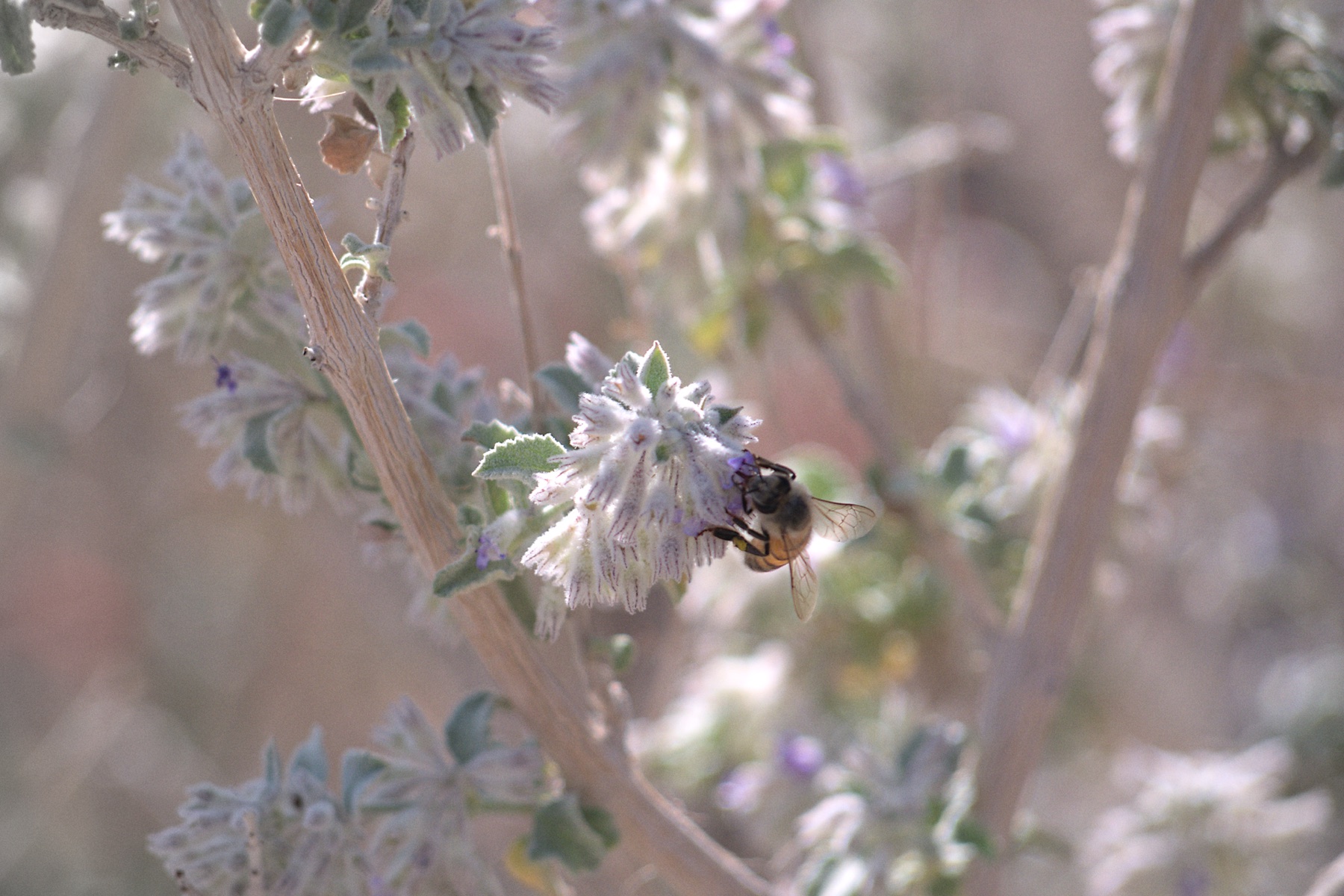 Desert Lavender — photo 14