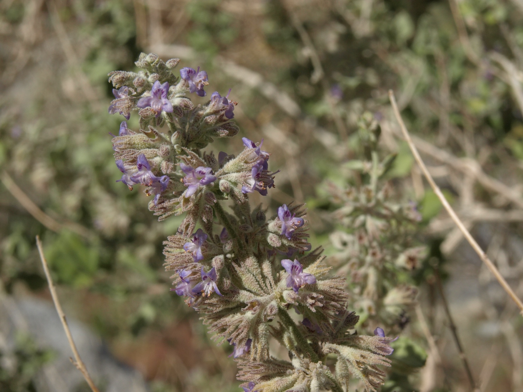 Desert Lavender — photo 15
