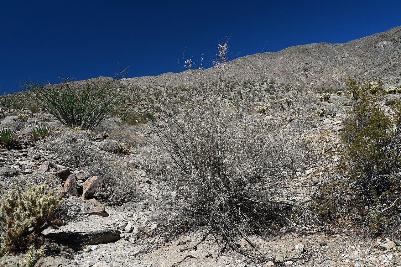 Desert Lavender — photo 22