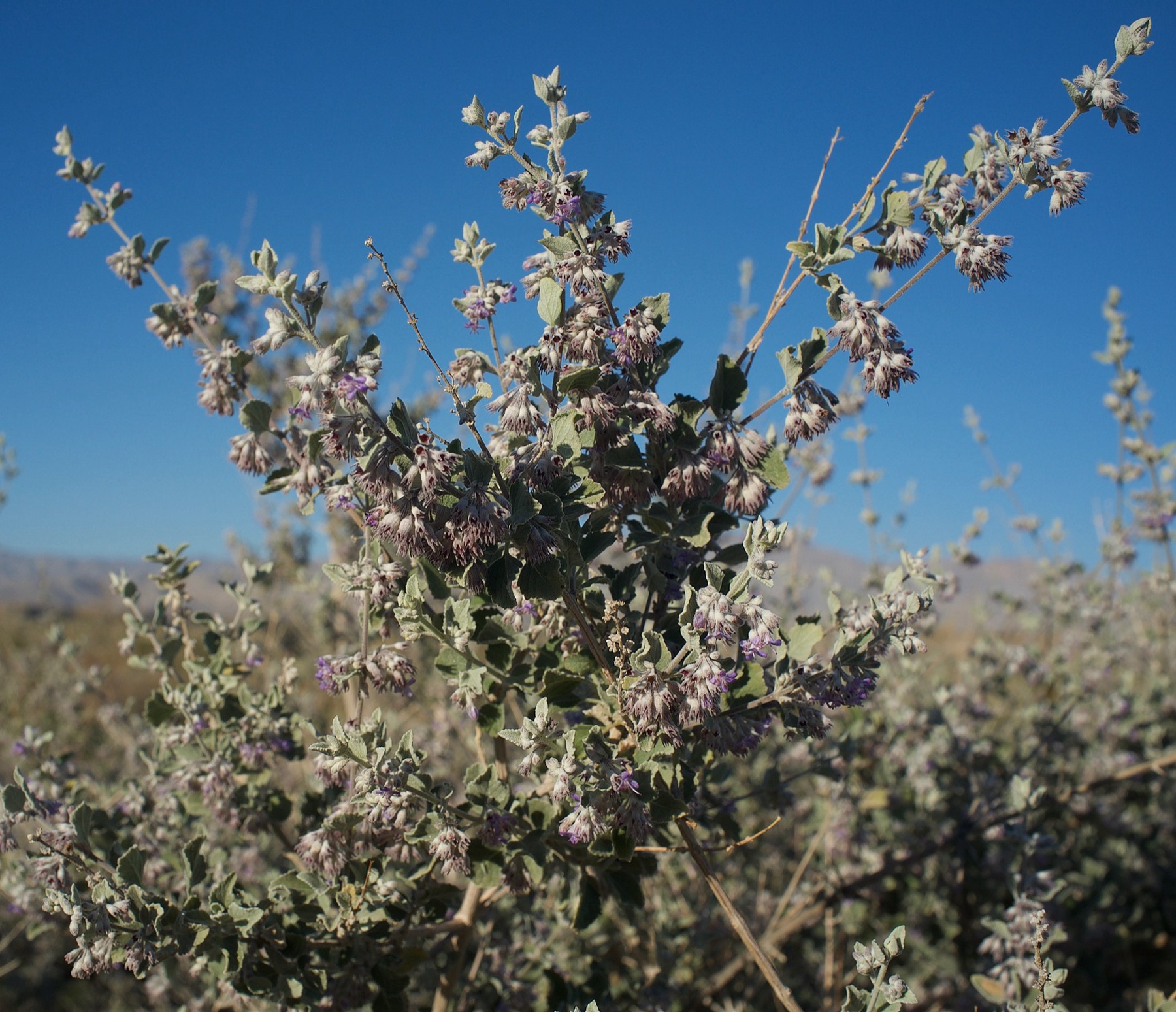 Desert Lavender — photo 16