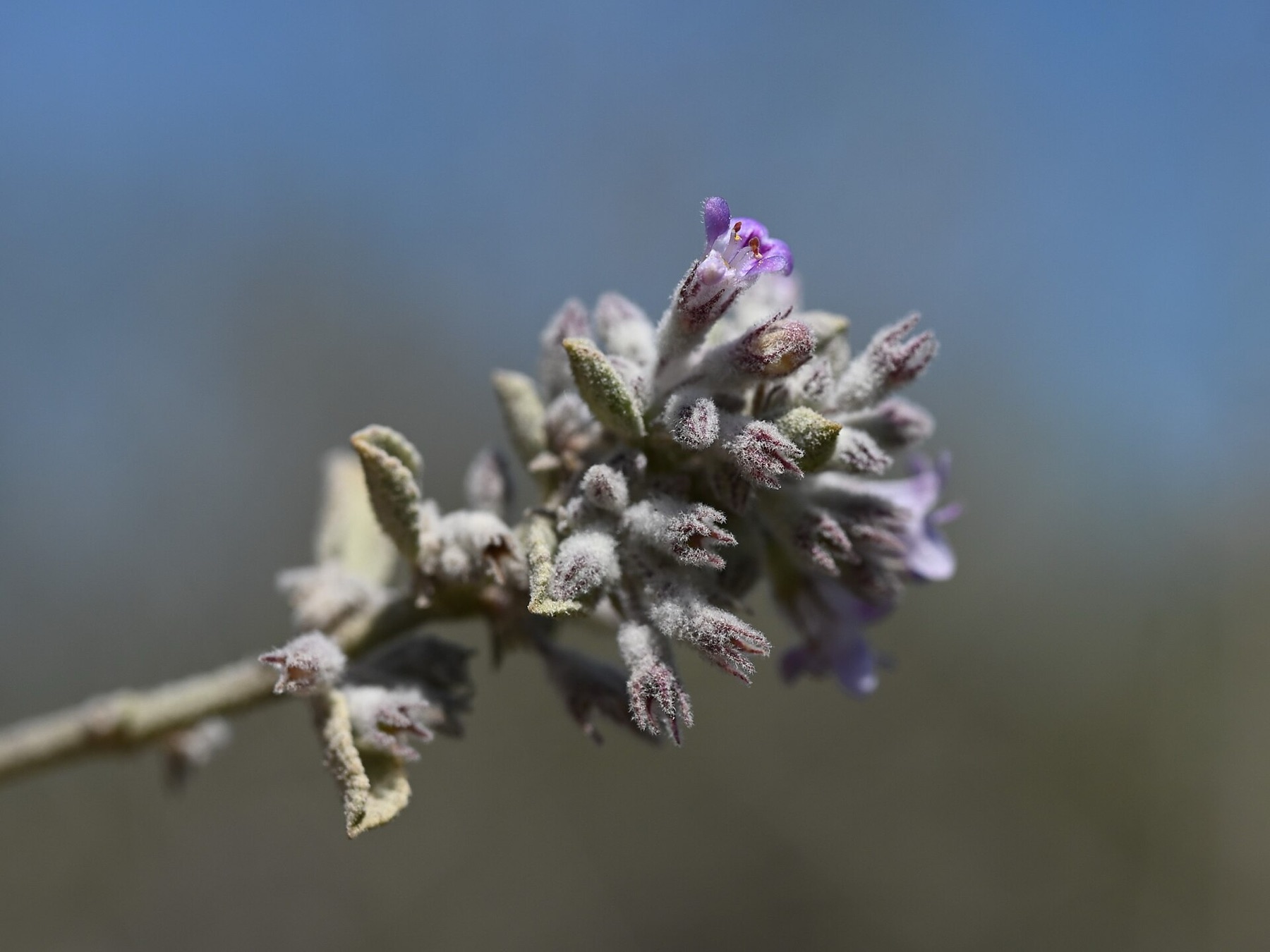 Desert Lavender — photo 17