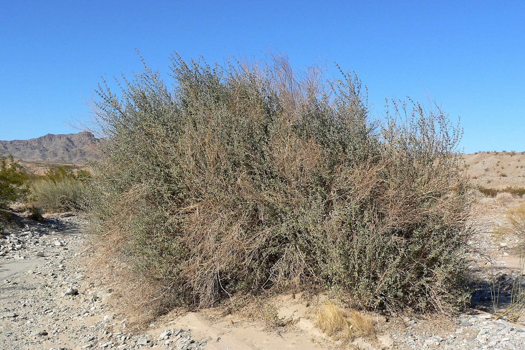 Desert Lavender — photo 18