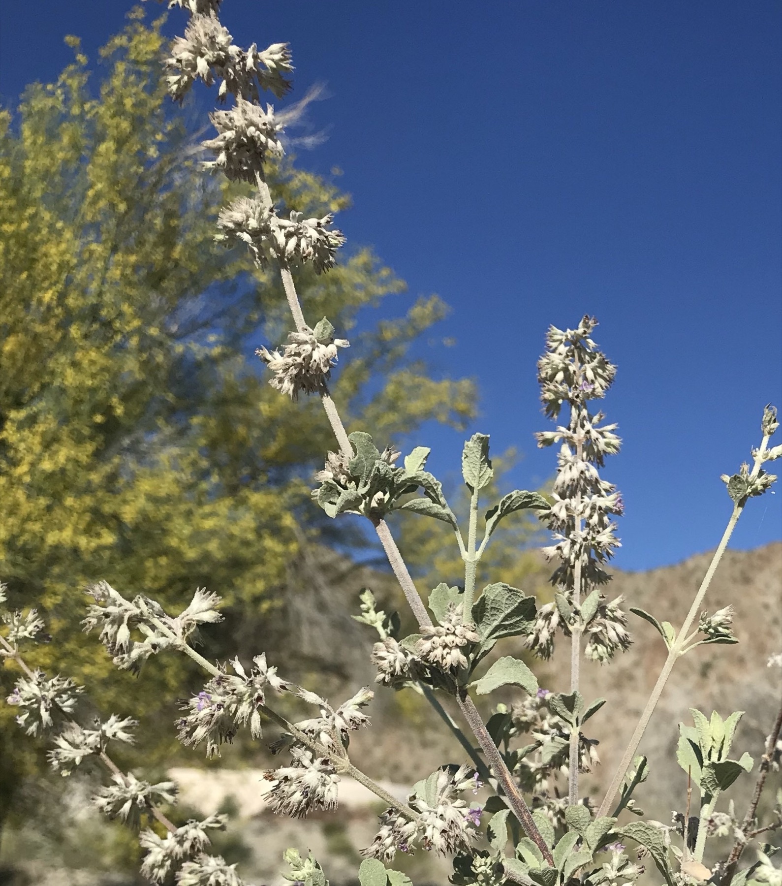 Desert Lavender — photo 19