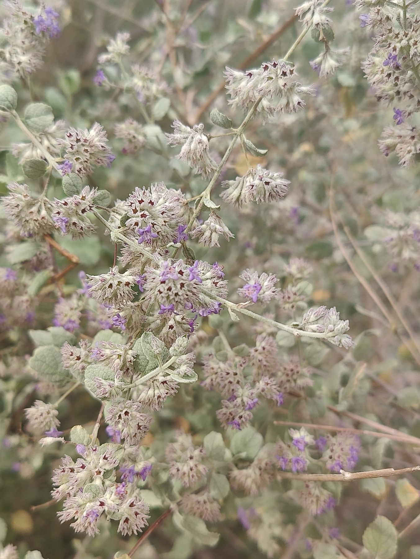Desert Lavender — photo 20