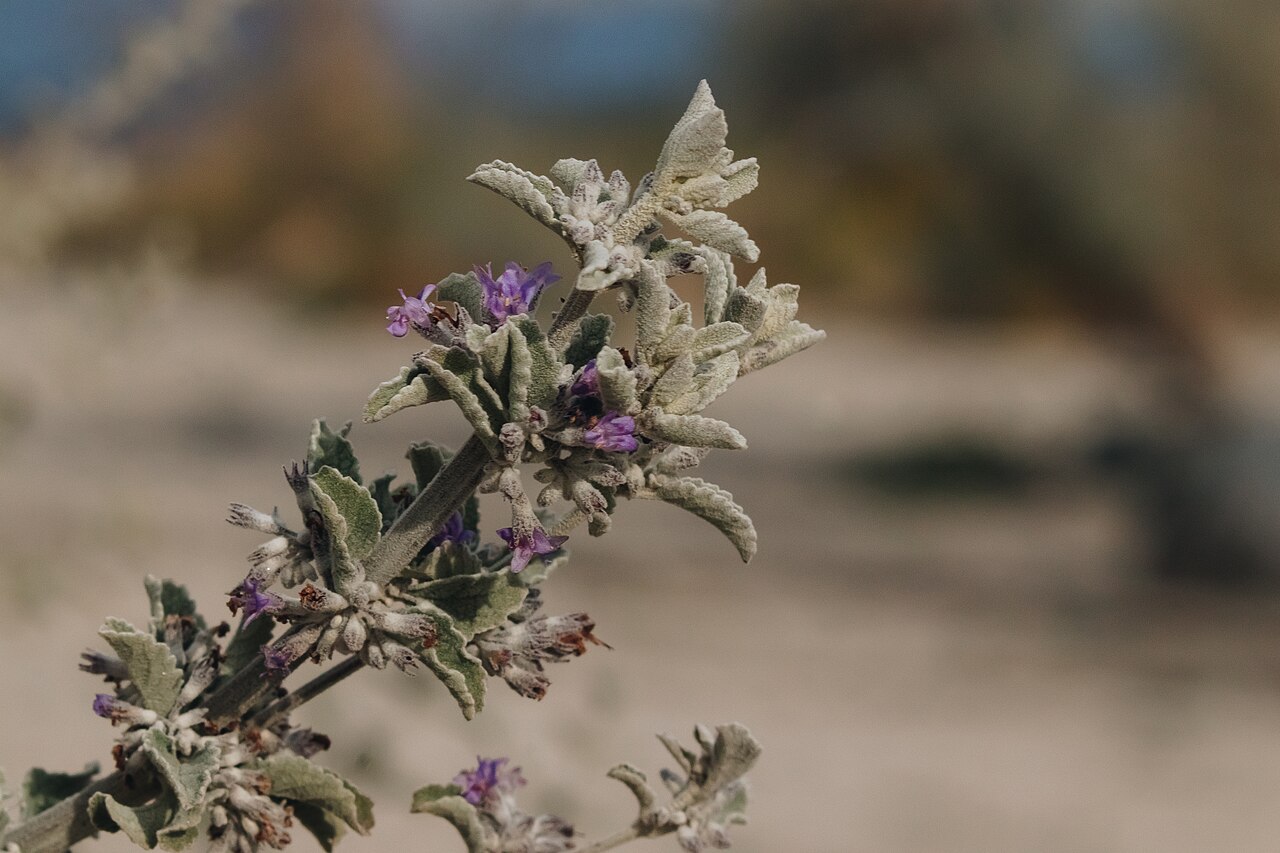 Desert Lavender — photo 23