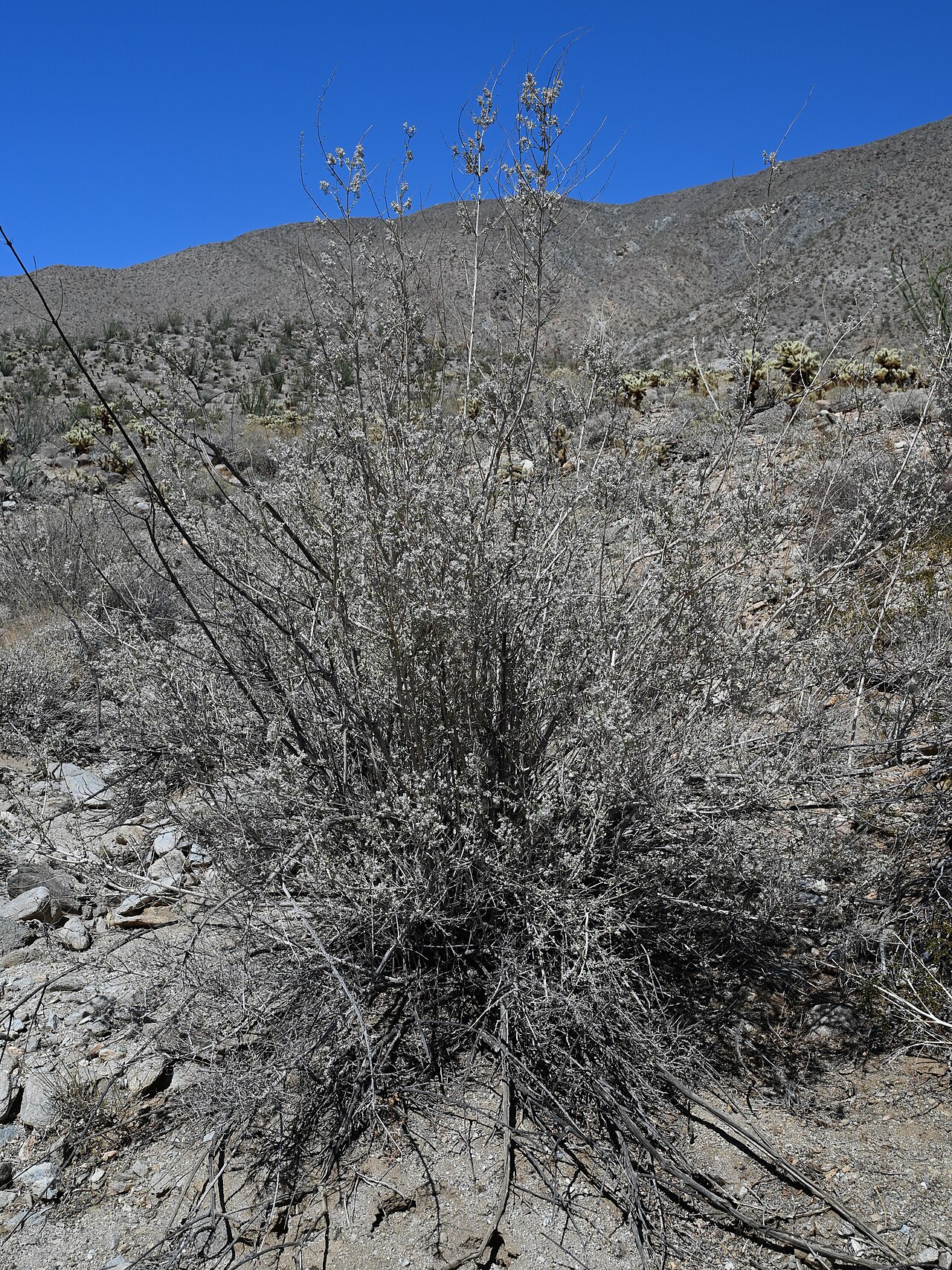 Desert Lavender — photo 24