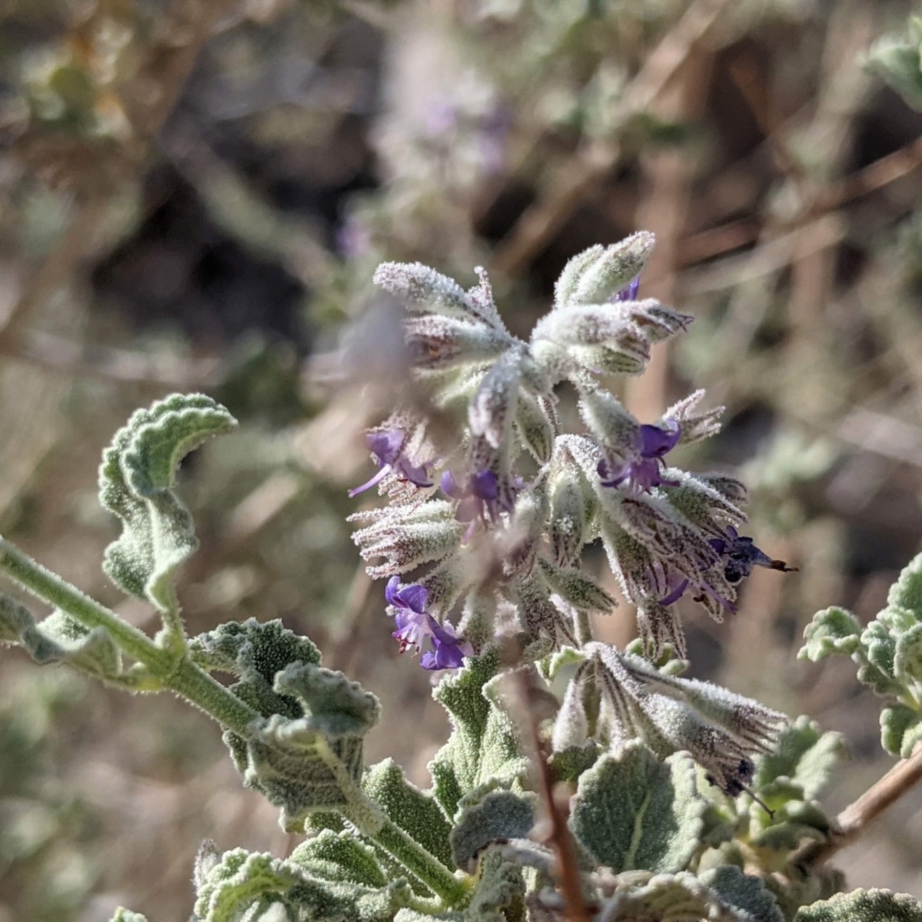 Desert Lavender