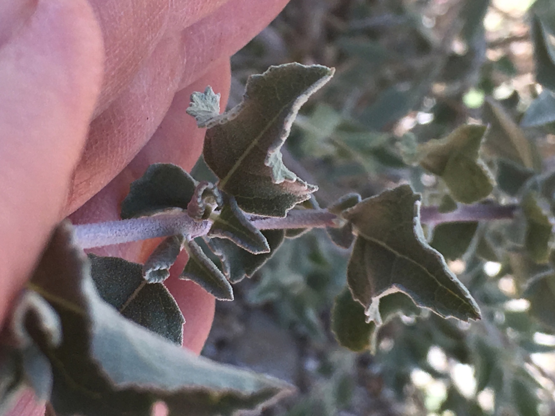 Desert Lavender — photo 2