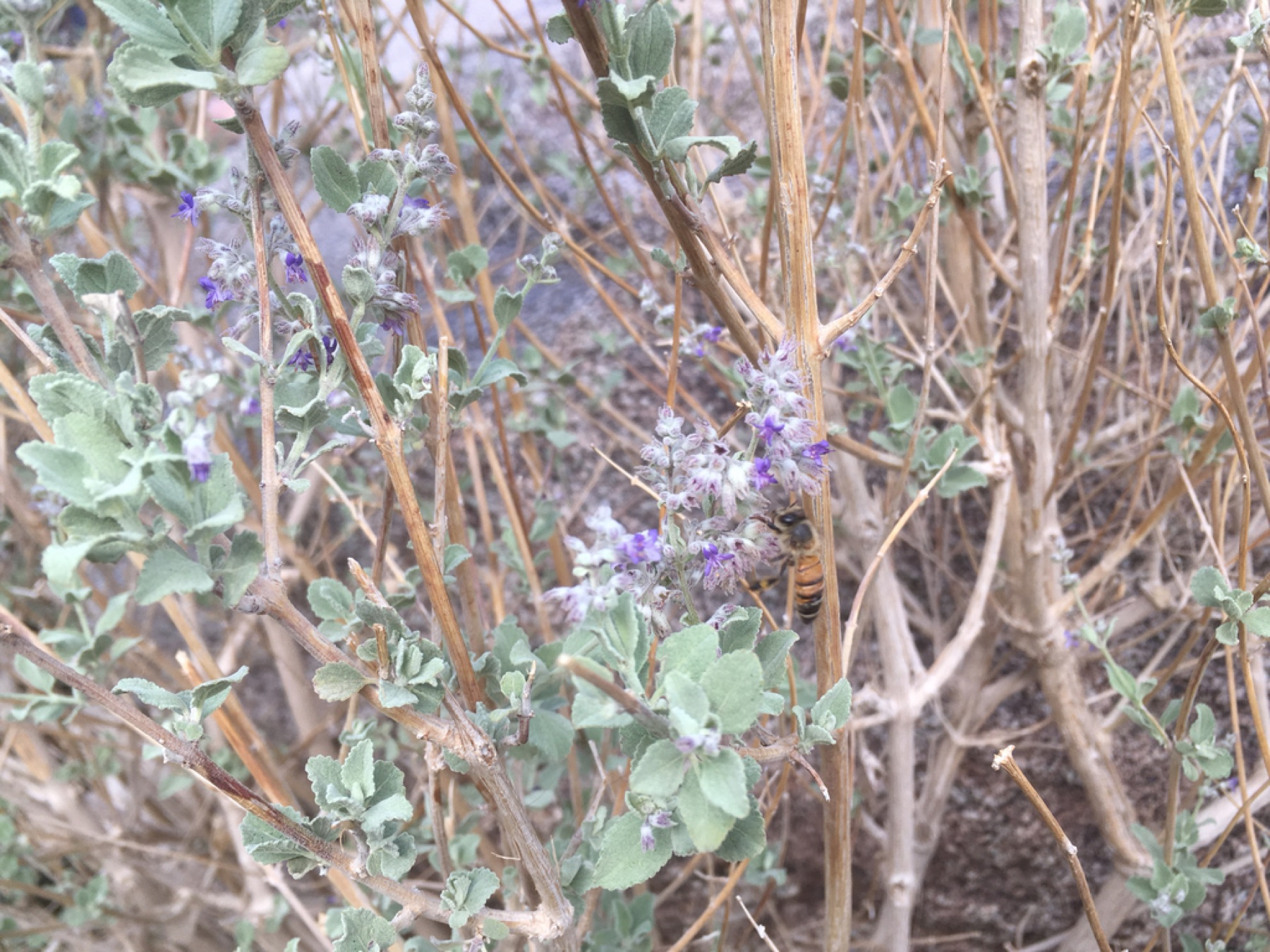 Desert Lavender — photo 3