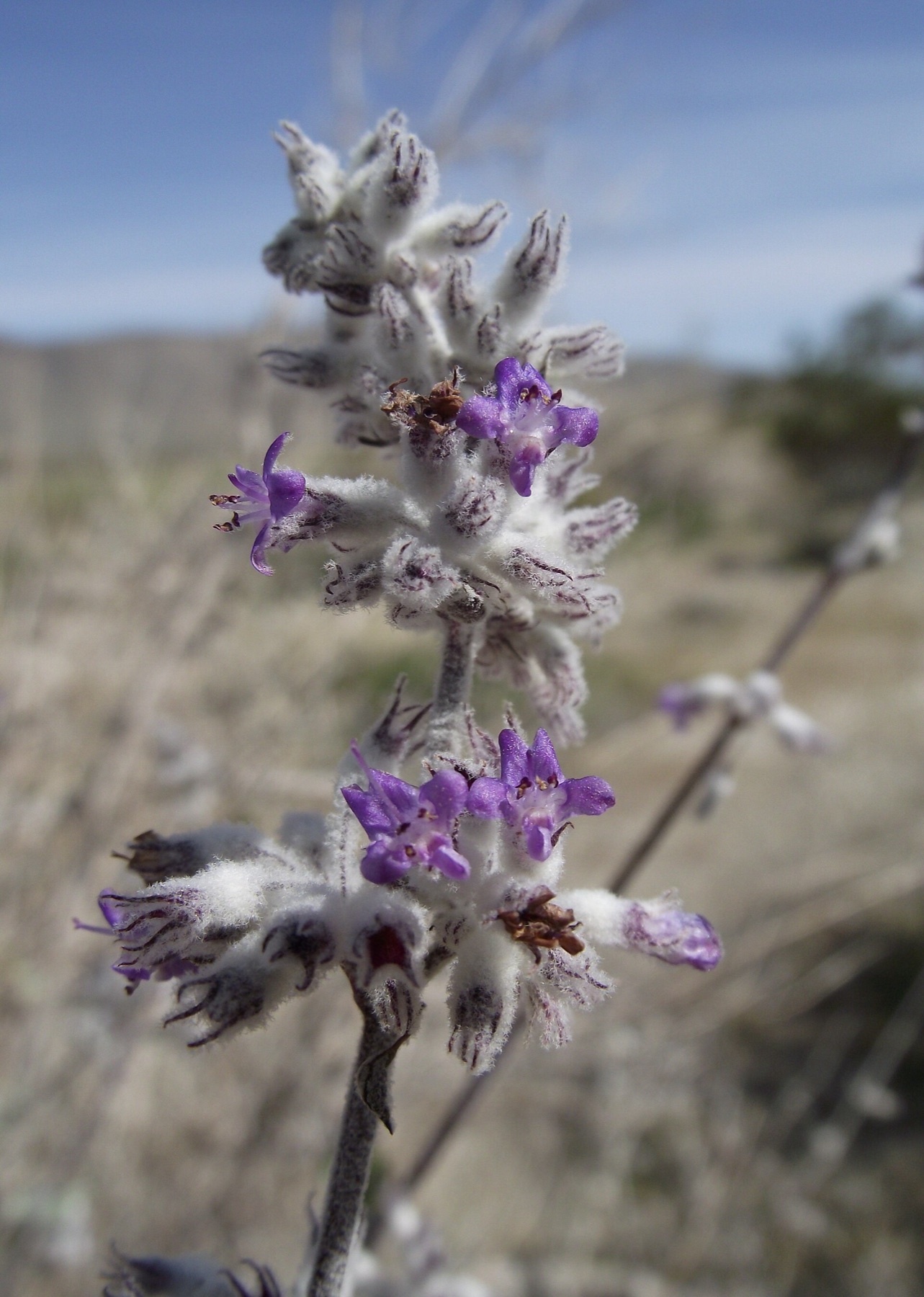 Desert Lavender — photo 4