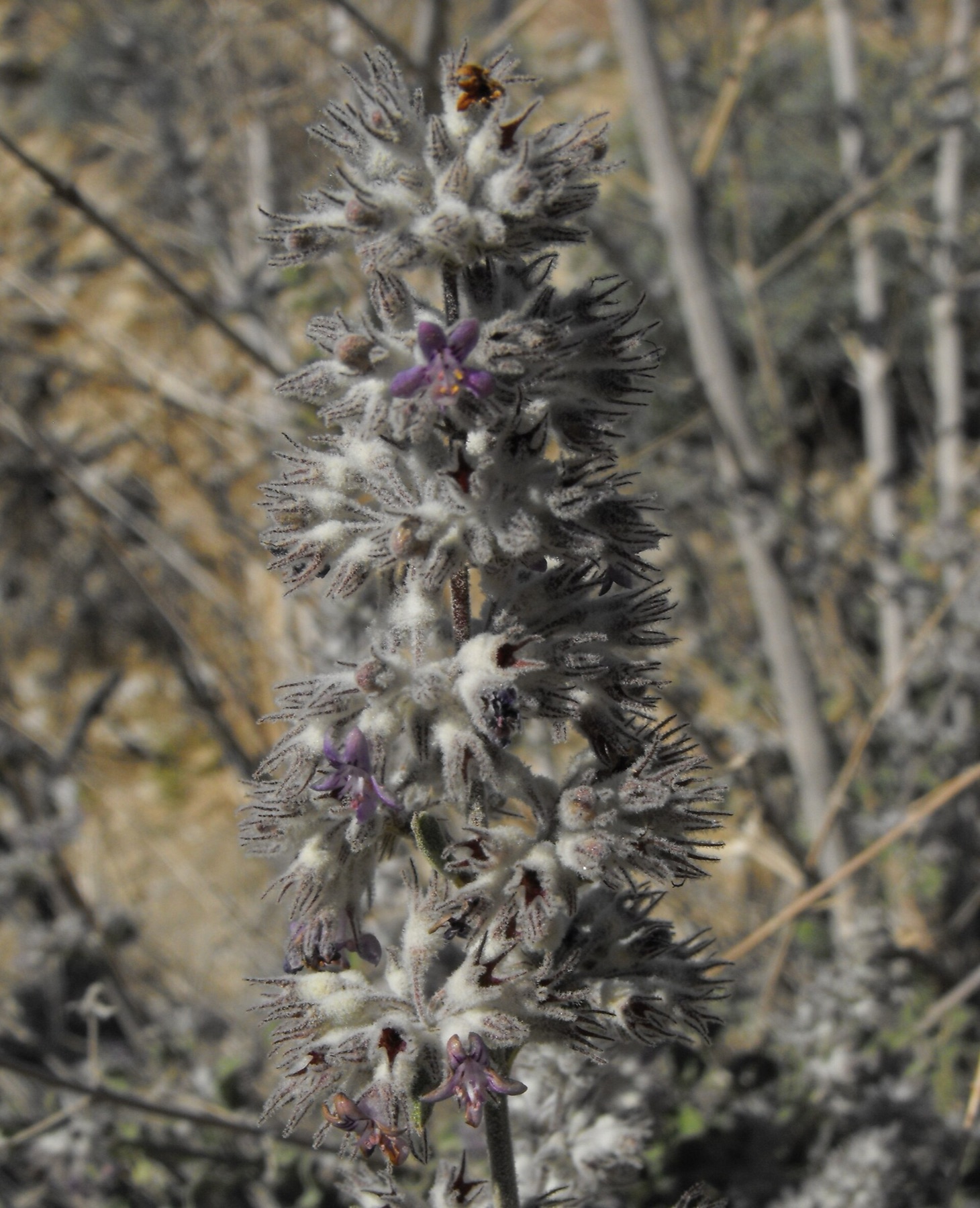 Desert Lavender — photo 5