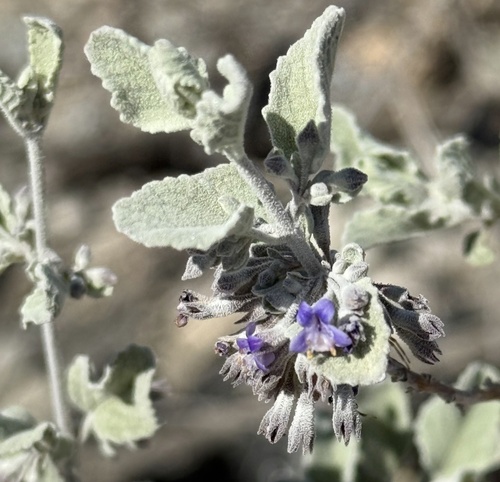 Desert Lavender — photo 21