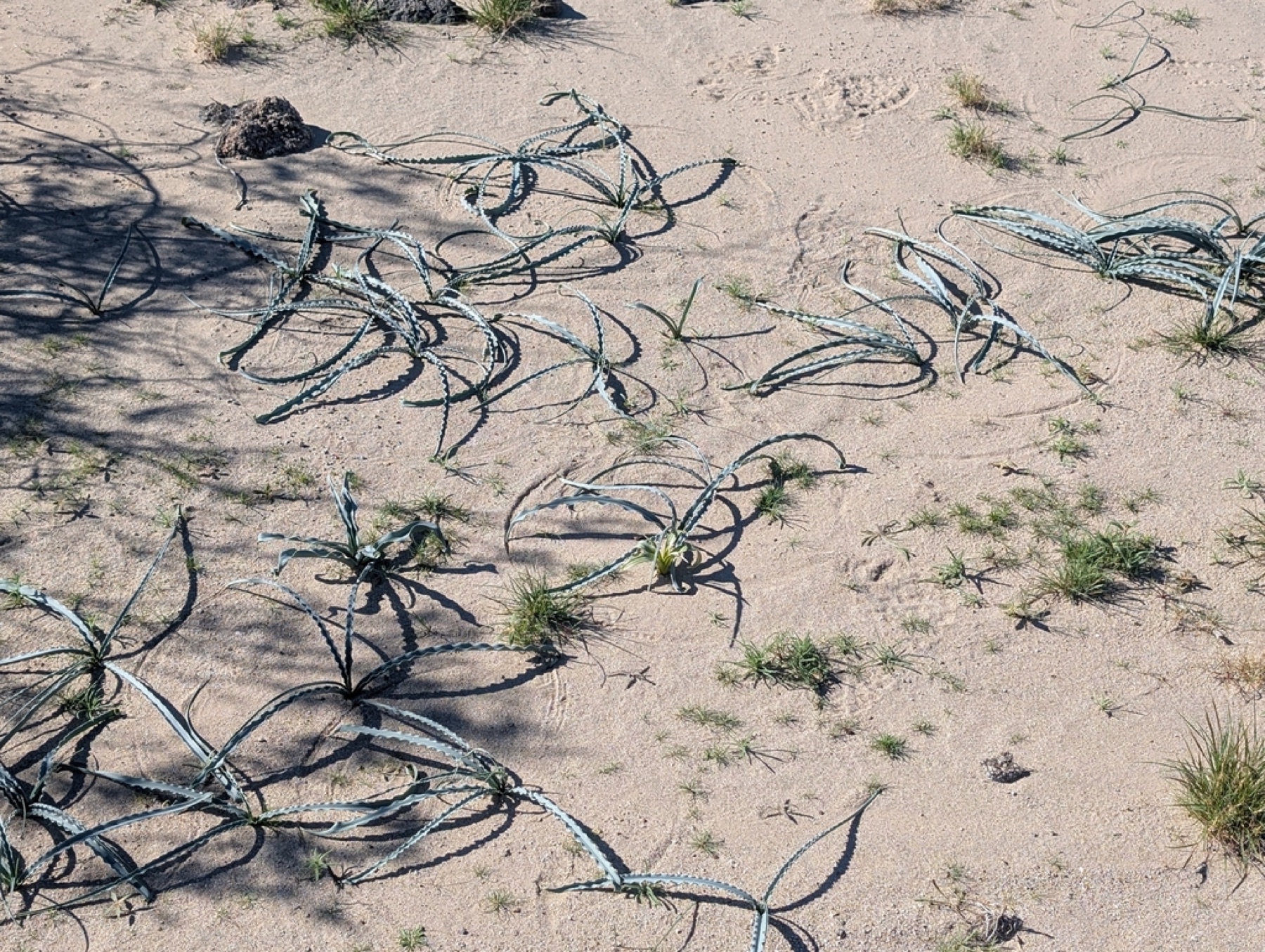 Desert Lily — photo 6