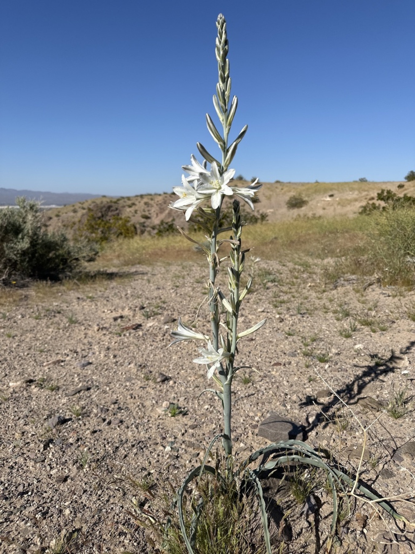 Desert Lily — photo 7