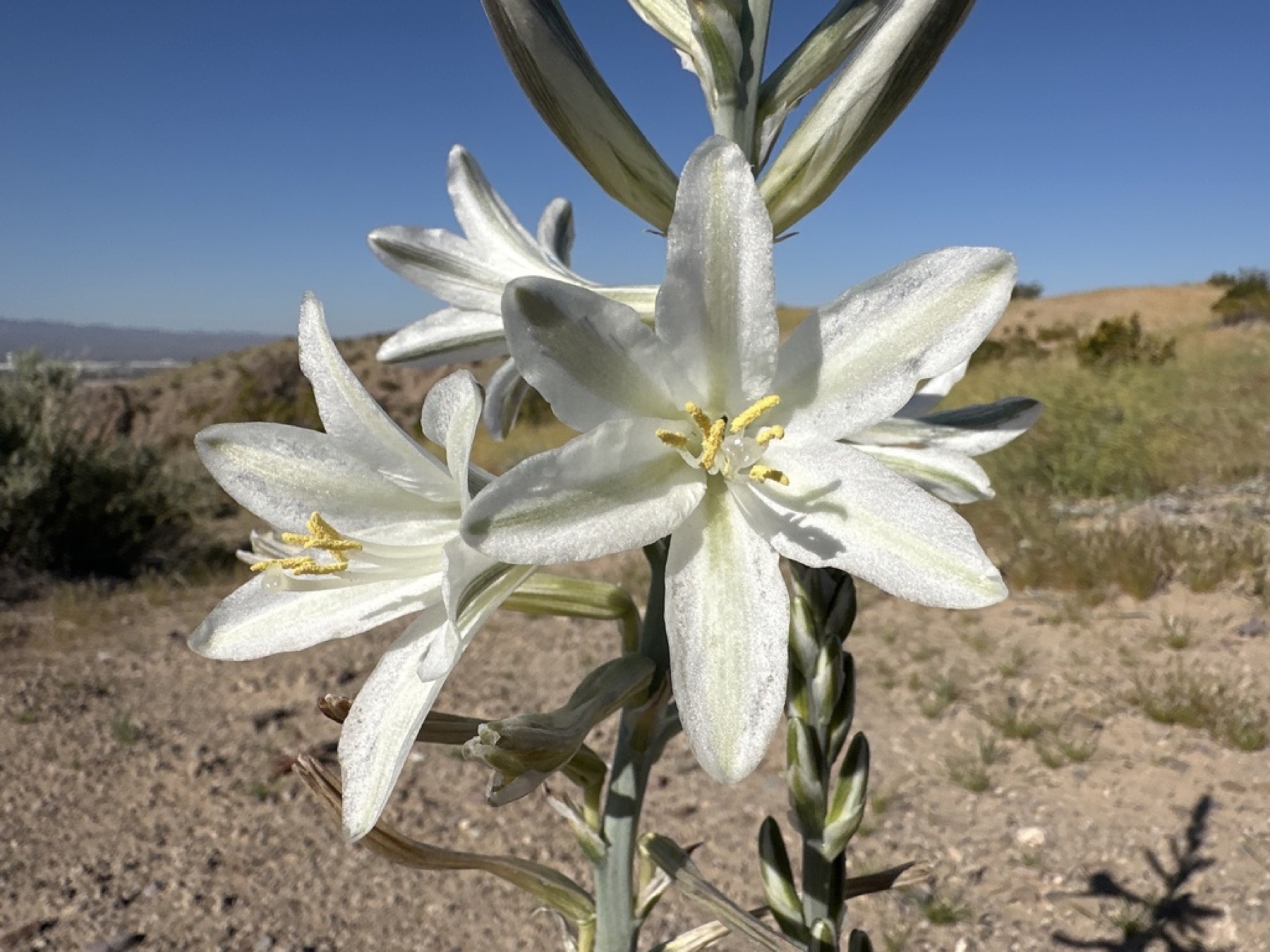 Desert Lily — photo 8